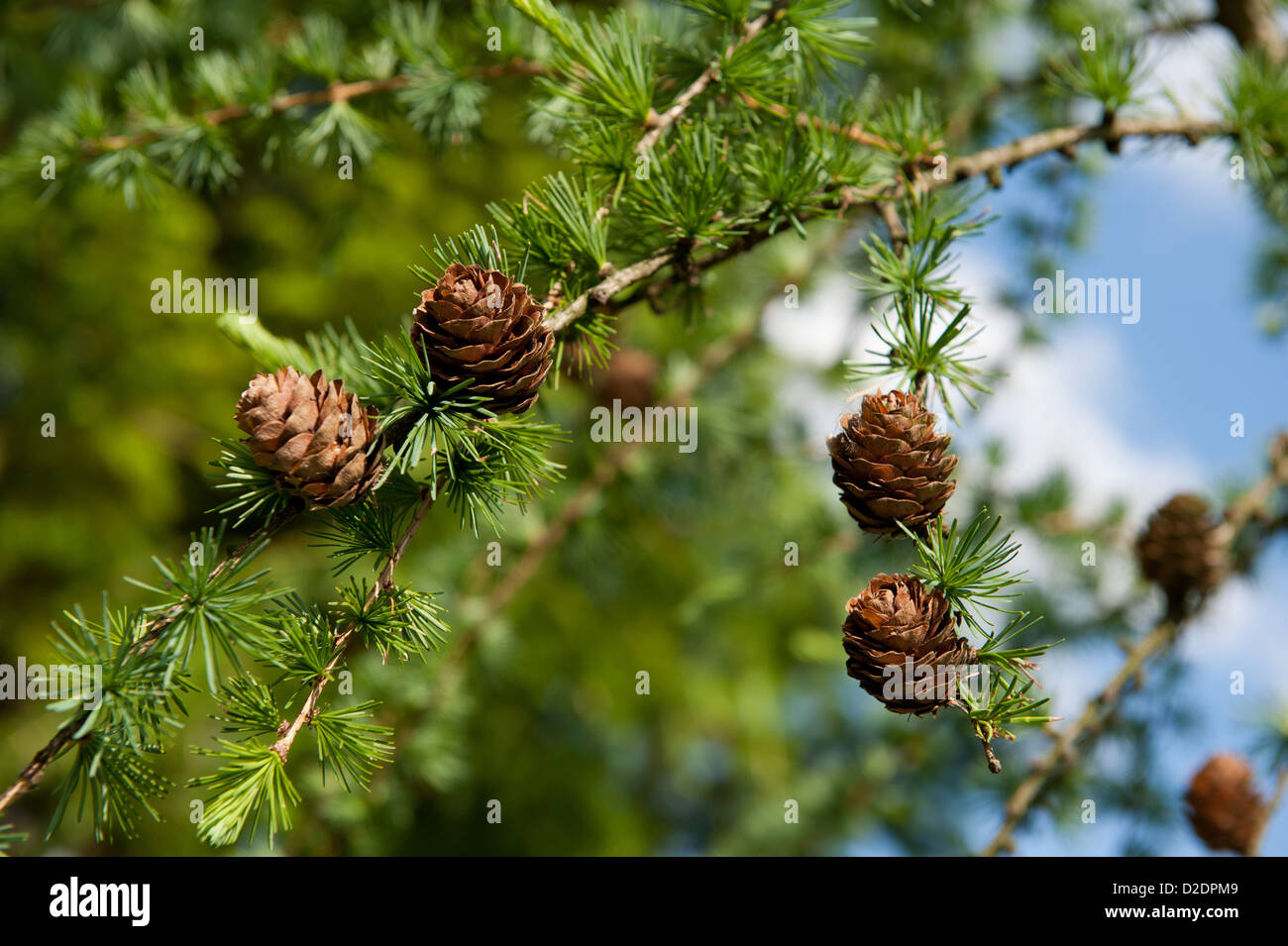 Larix polonica or Larch small cones on twig Stock Photo