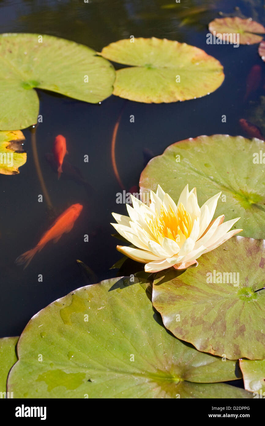 Yellow Water Lily and Golden Carp in Garden Pond Stock Photo Alamy