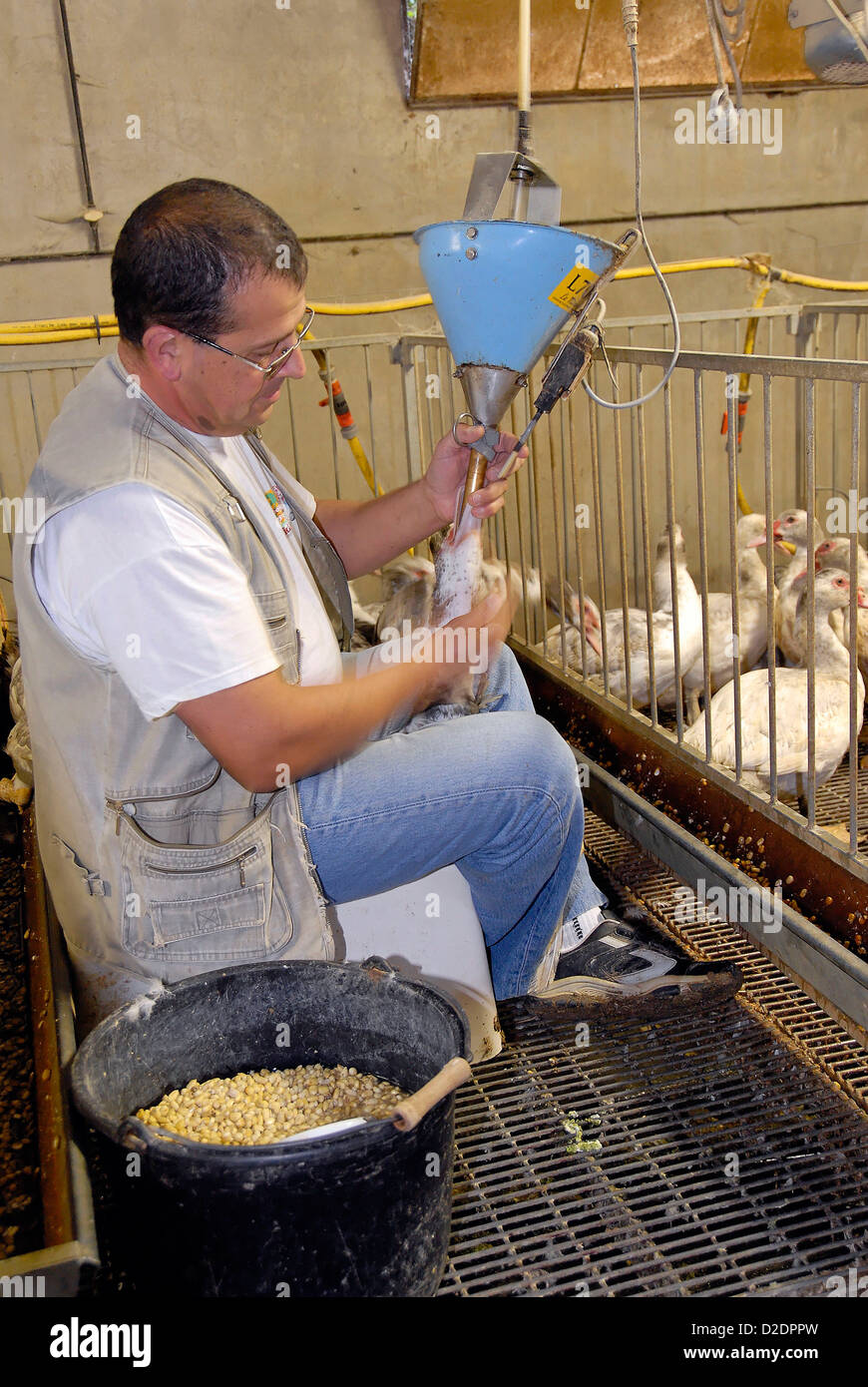 France Pyrenees Orientales man Gavage feeding duck Stock Photo