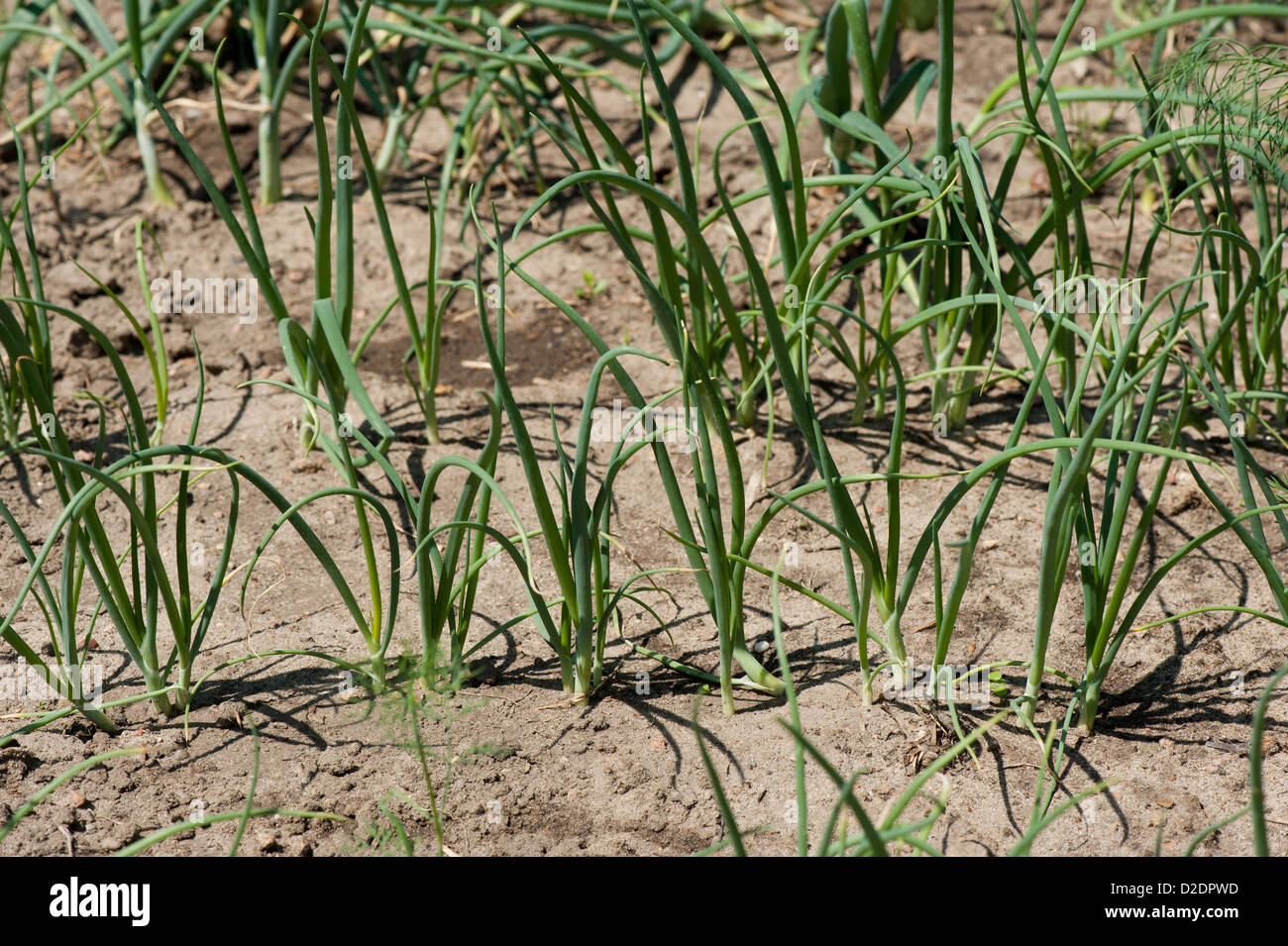 green leaves of onion growing in ground Stock Photo Alamy