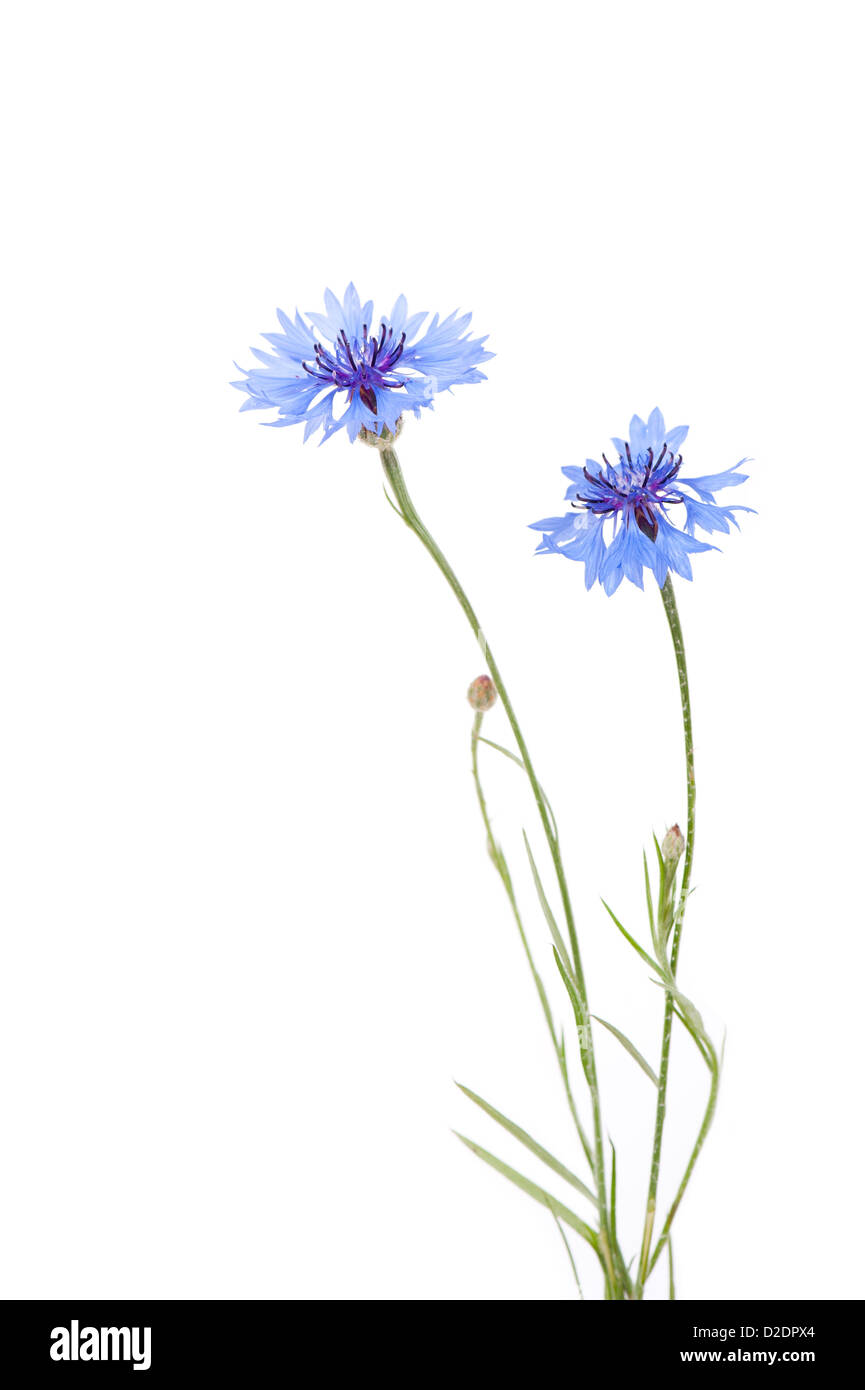 Two blue cornflower flowers isolated on white Stock Photo