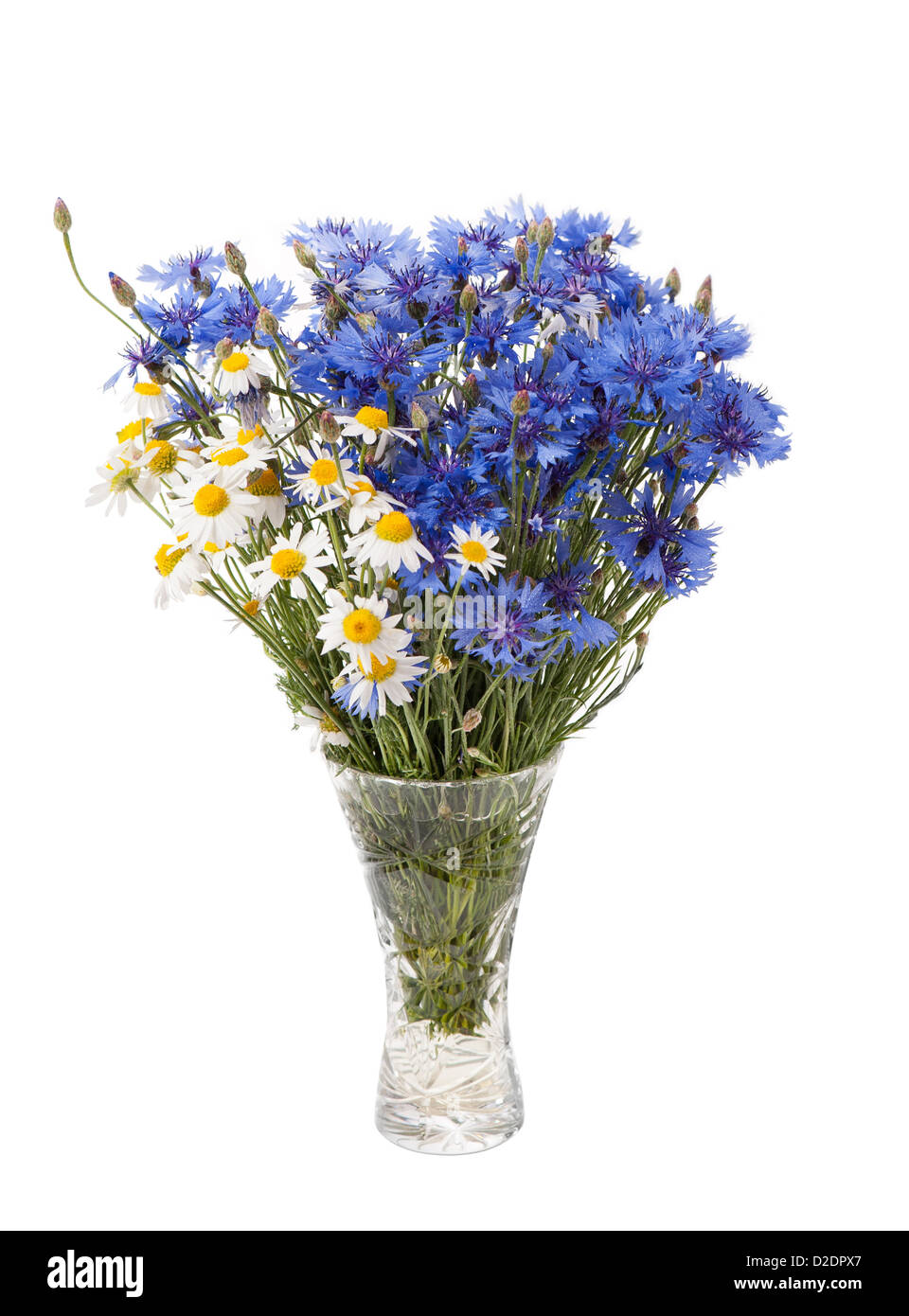 White camomile and blue cornflower in glass vase Stock Photo