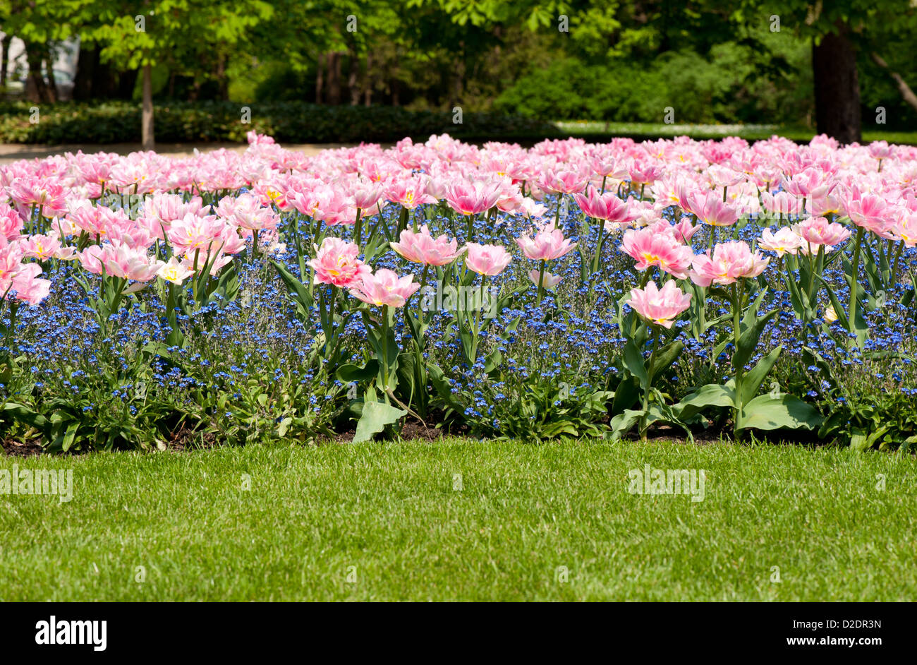 Foxtrot tulips and Myosotis called forget-me-not Stock Photo