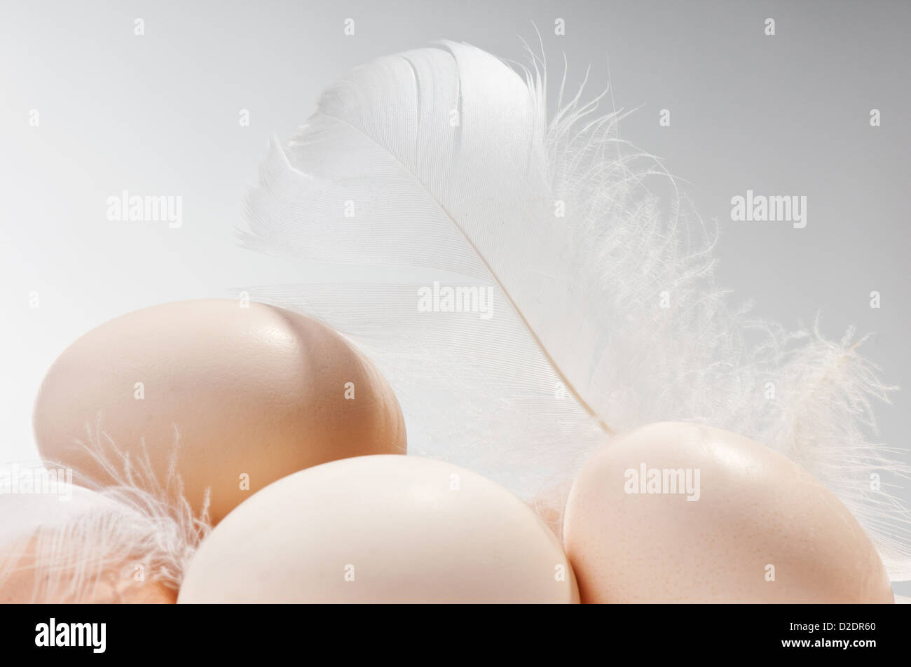 raw eggs in shells and white fluffy feather Stock Photo