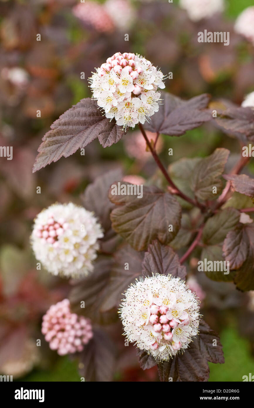 Physocarpus opulifolius 'Lady in Red' Flowers and Leaves Stock Photo
