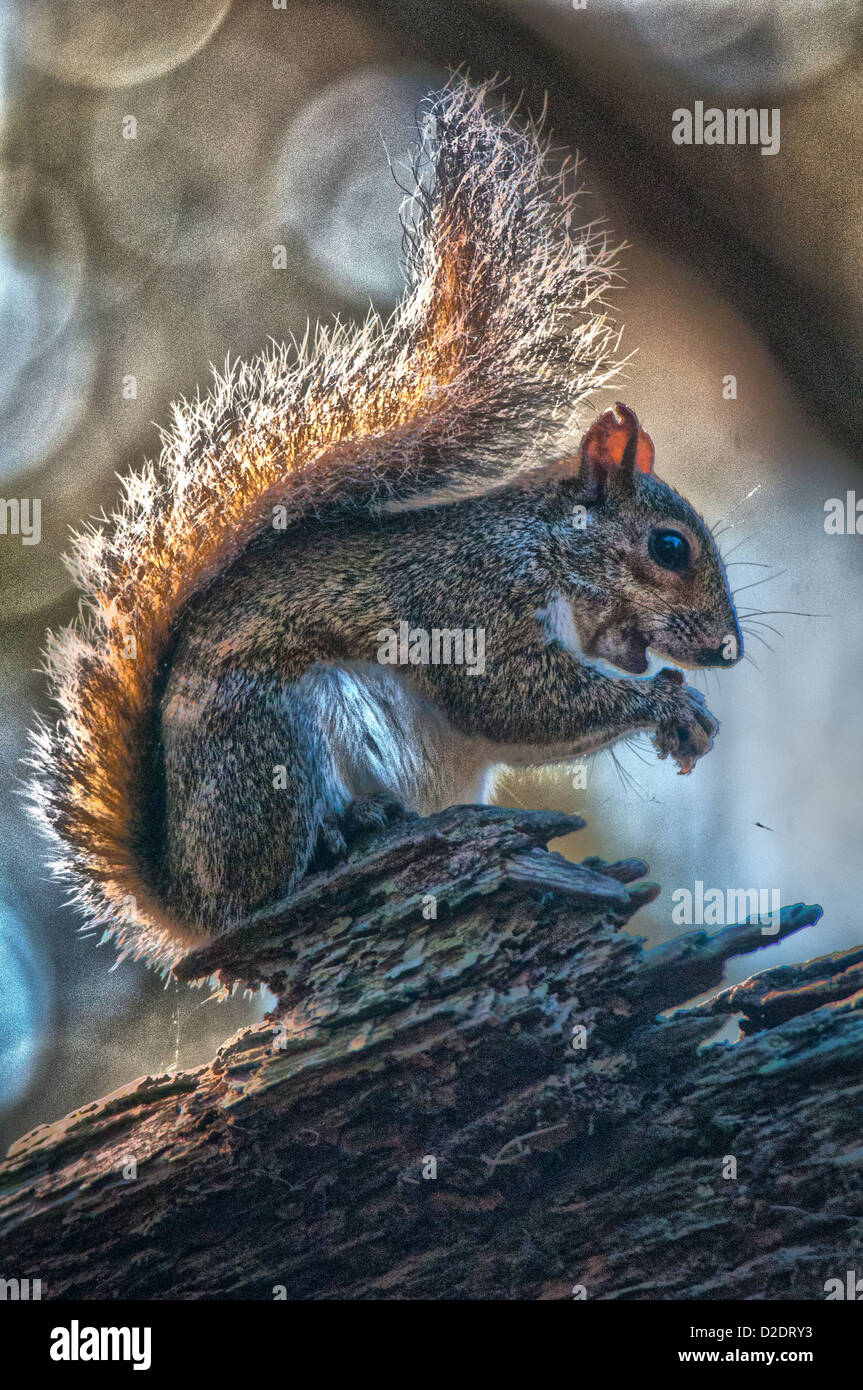 Eastern Gray Squirrel at Circle B Bar Reserve in Lakeland, Florida. Stock Photo