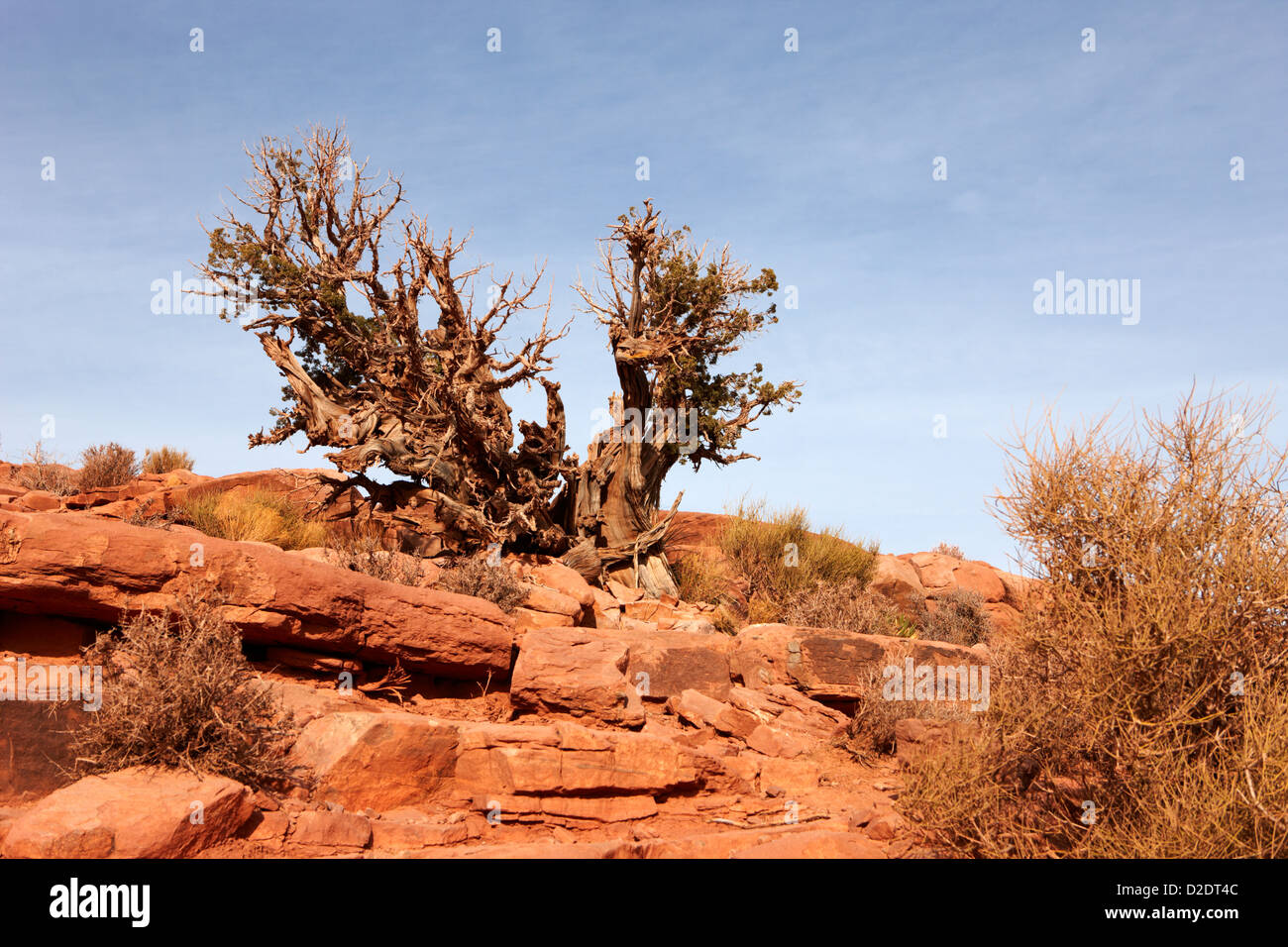 old knarled tree bush at guano point Grand Canyon west arizona usa Stock Photo