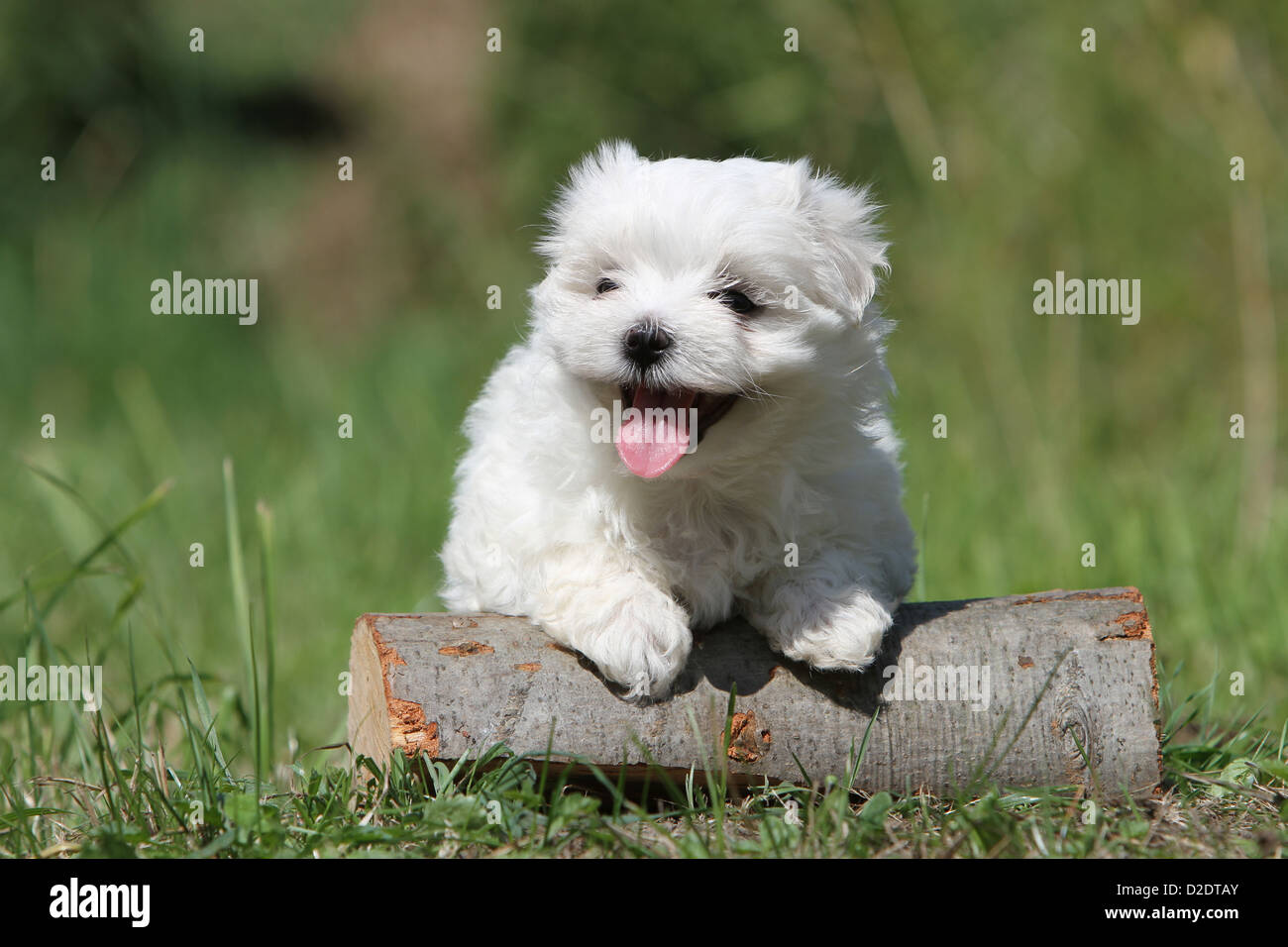 Dog Maltese dog / Bichon Maltais puppy on a wood Stock Photo