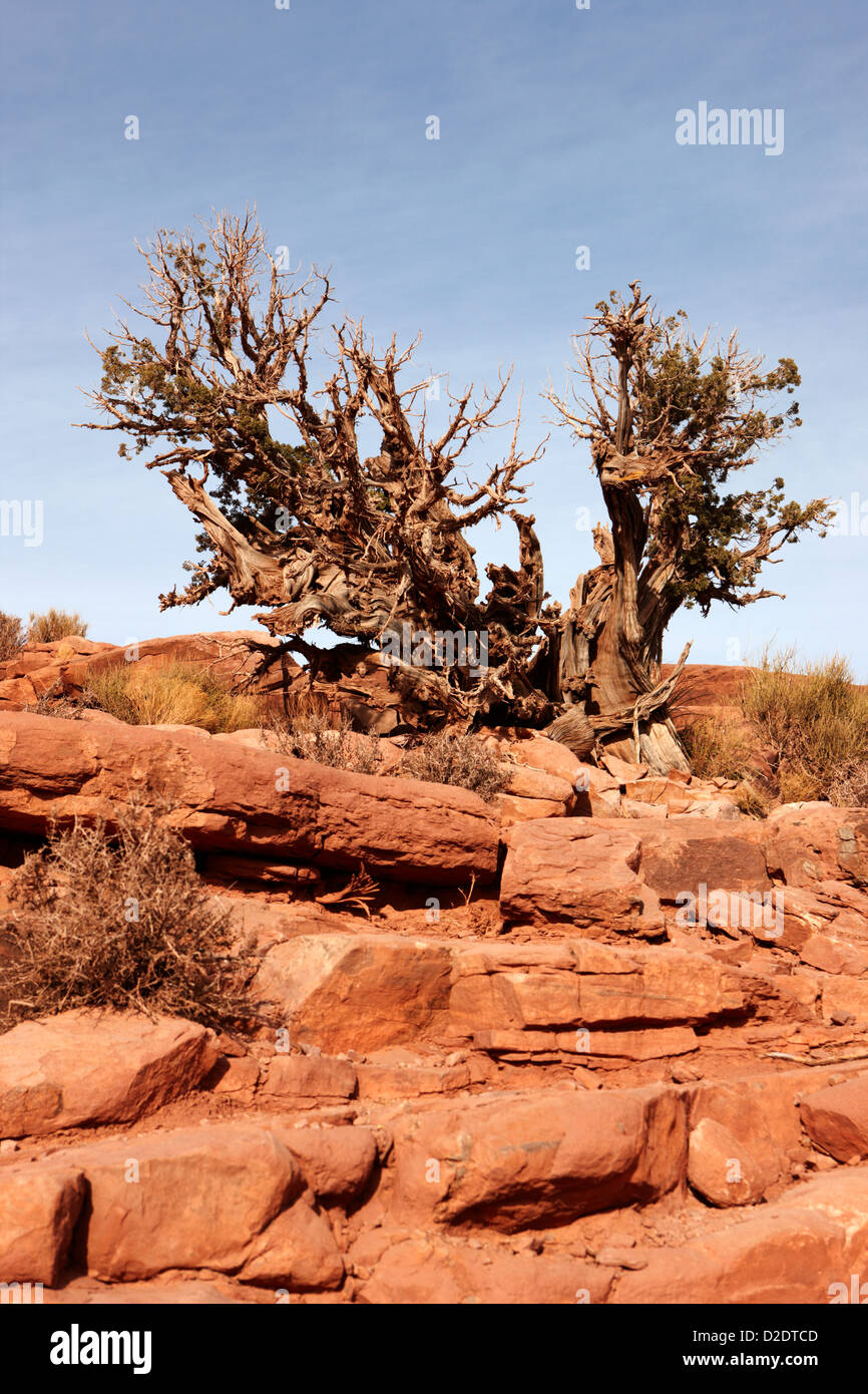 old knarled tree bush at guano point Grand Canyon west arizona usa Stock Photo