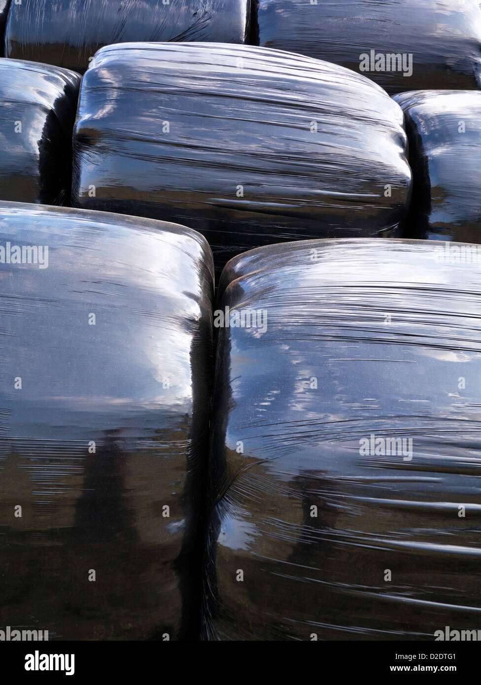 Bales of Straw Wrapped in Black Plastic Bags Stock Photo