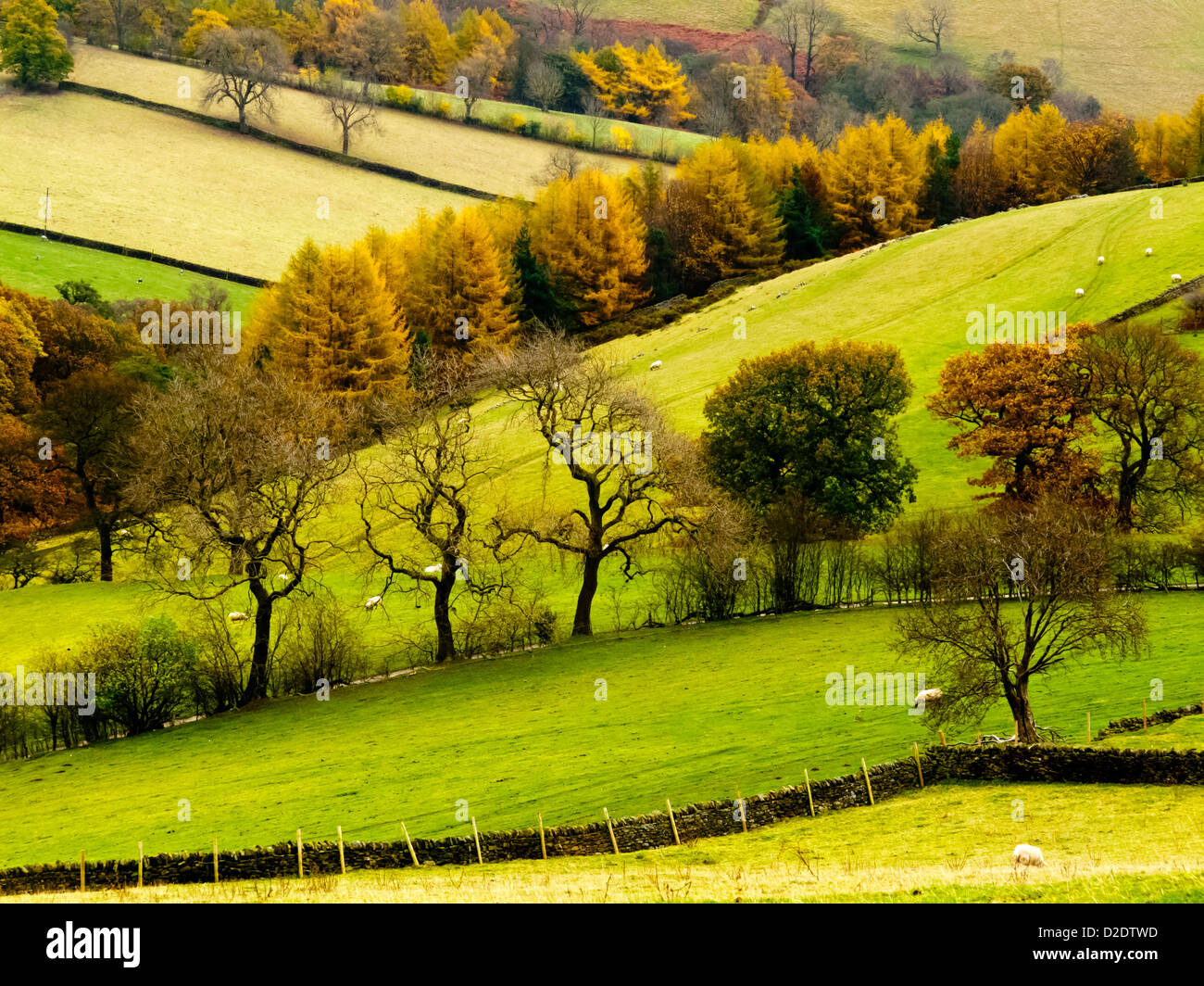 Autumn landscape with green fields and trees near Hathersage in the Peak District National Park Derbyshire Dales England UK Stock Photo