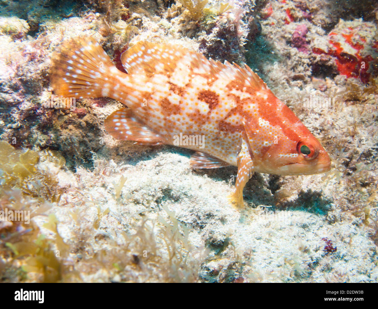 Alphestes afer mutton hamlet fish in the family Serranidae underwater Alagoas state, Brazil. Stock Photo
