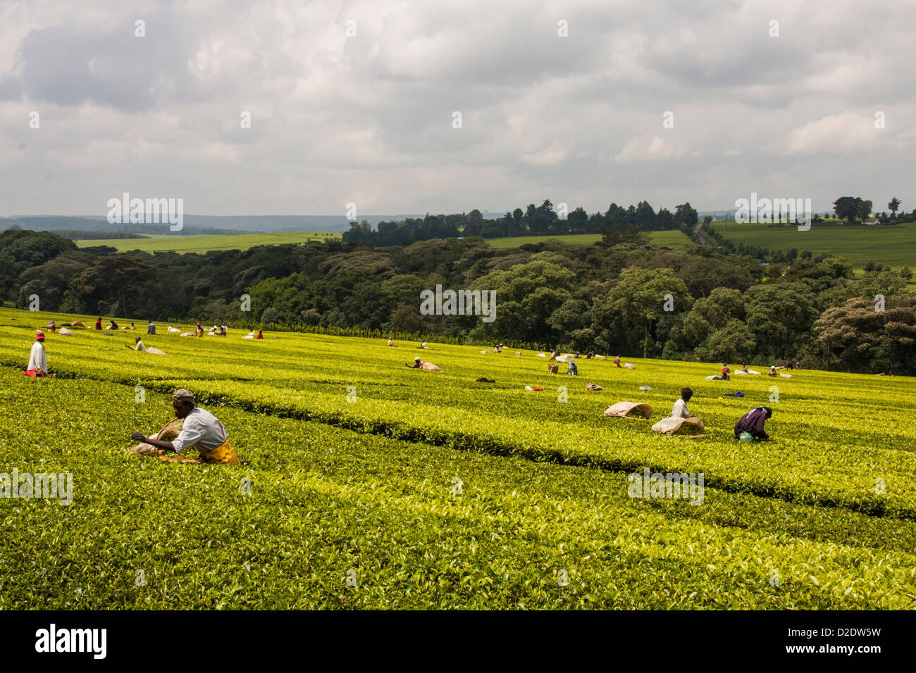 Farmers and children in a Kikuyu farm landscape near Nairobi, Kenya. The men  wearing hats are heading to a meeting Stock Photo - Alamy