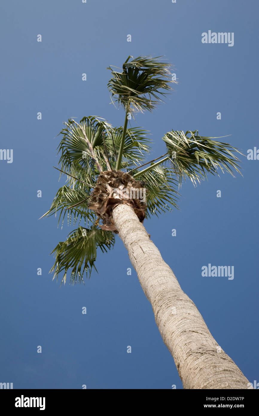 Palm tree against a blue sky Stock Photo - Alamy