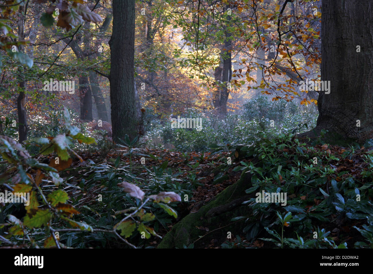 Autumn in Burnham Beeches Stock Photo - Alamy