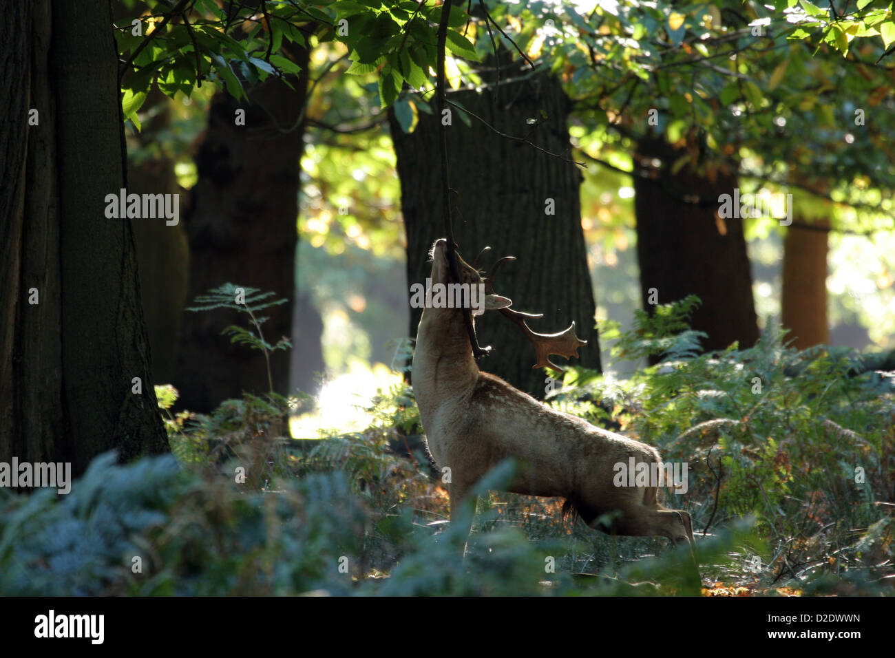 Deer stag scratching nose on branch Stock Photo