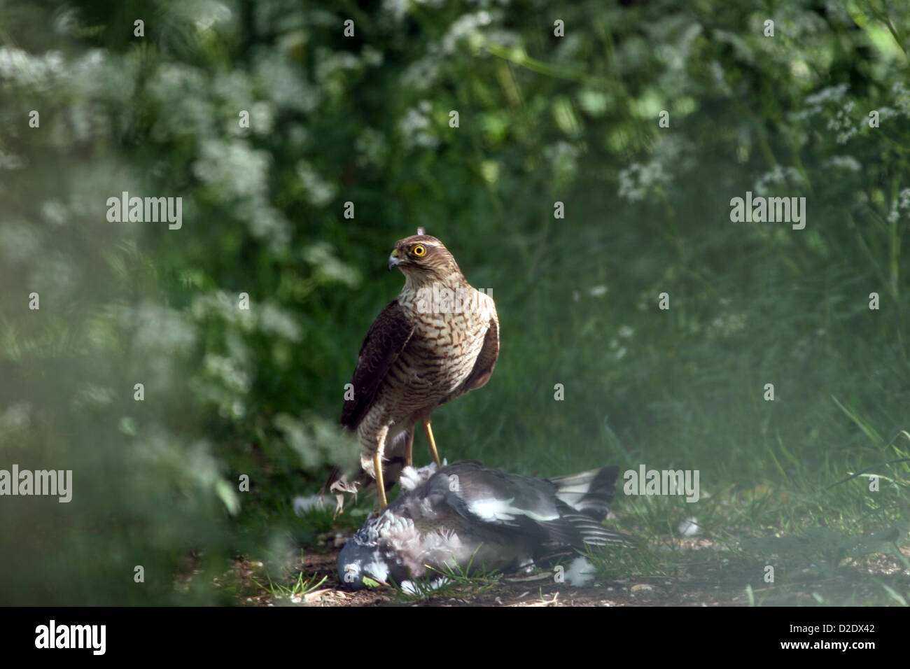 Pigeon hawk hires stock photography and images Alamy