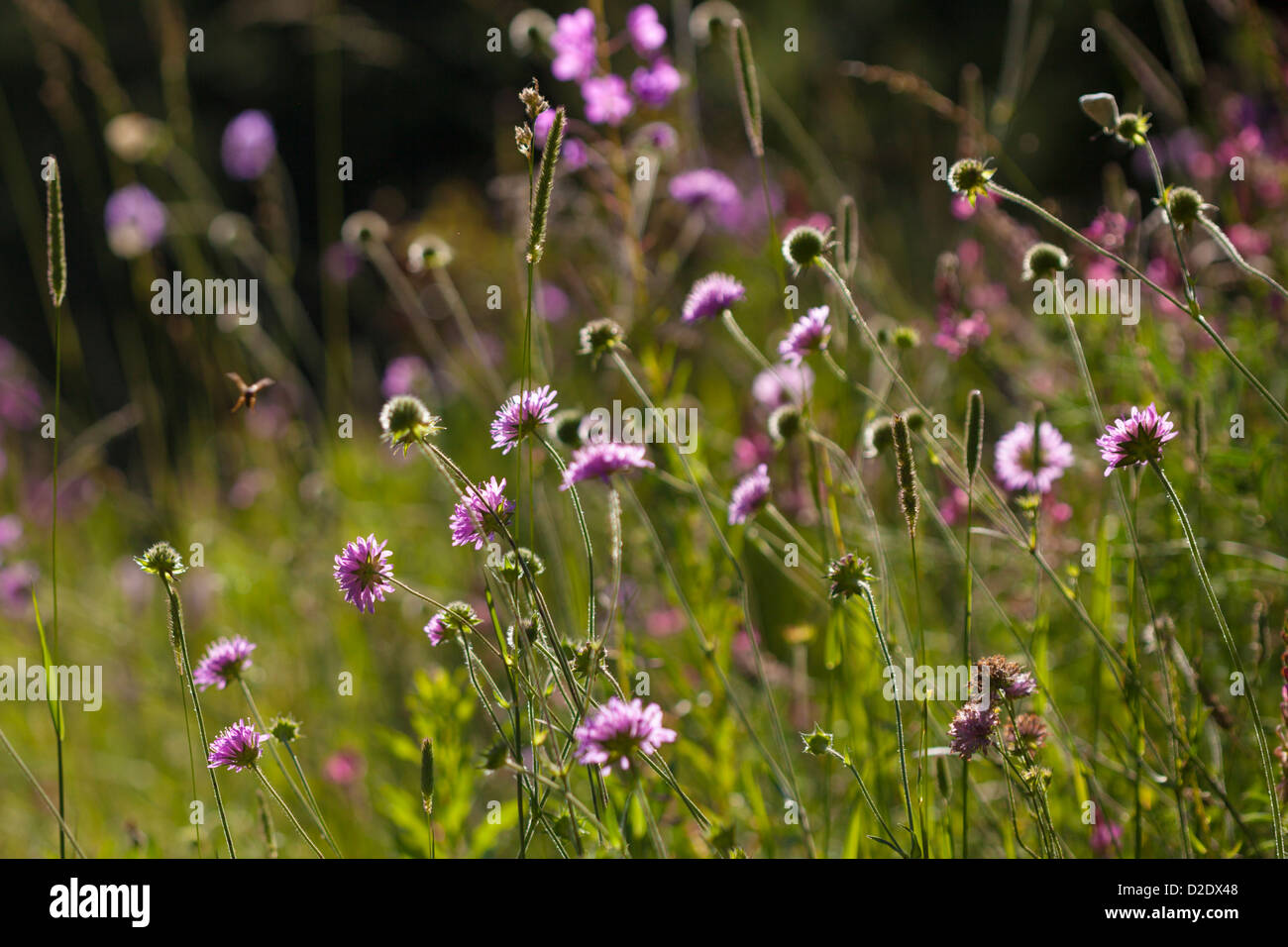 Meadow full of Scabious {Knautia sp.}Gran Paradiso National Park, Aosta Valley, Pennine Alps, Italy. July. Stock Photo