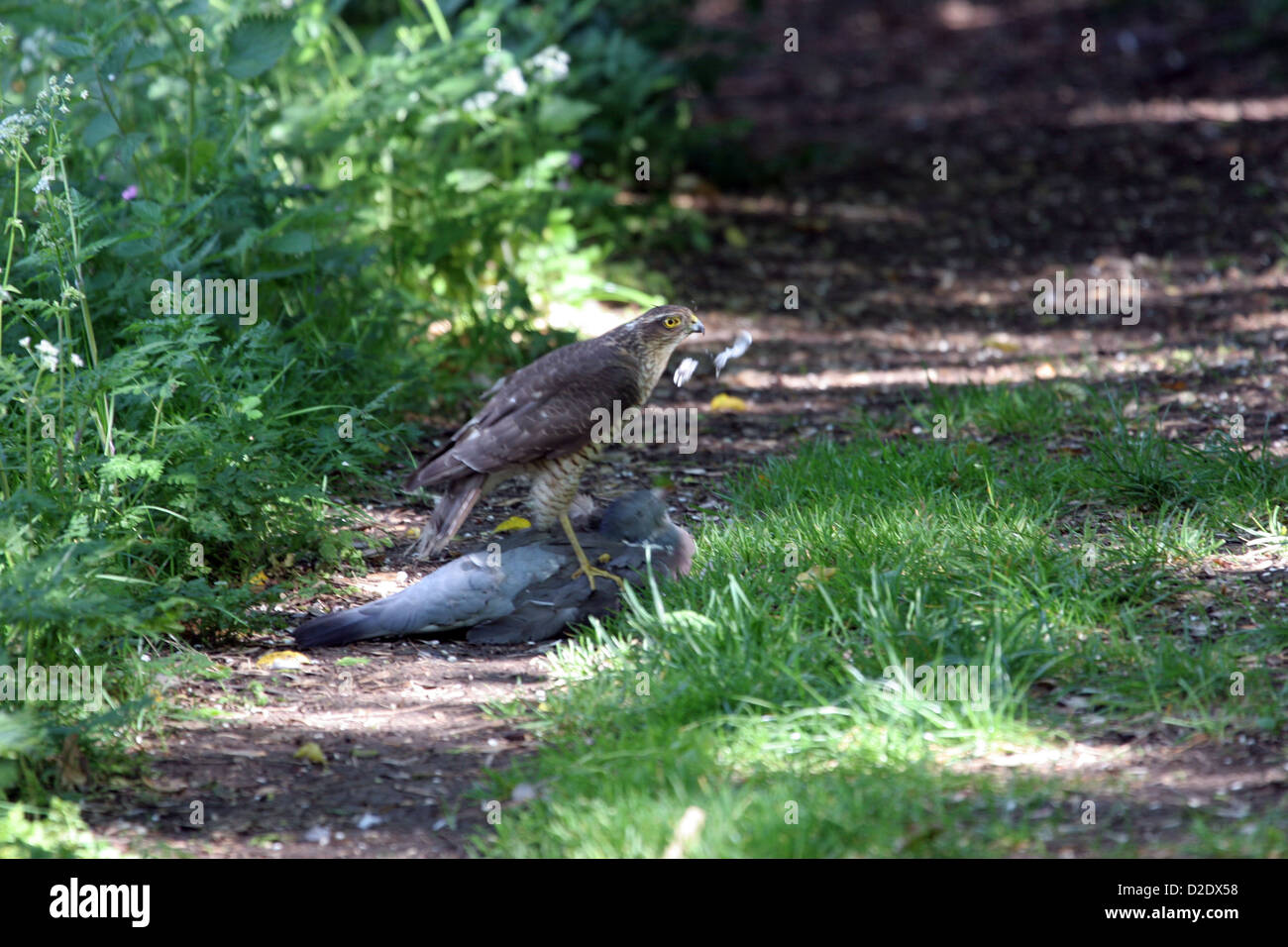 Pigeon hawk hires stock photography and images Alamy