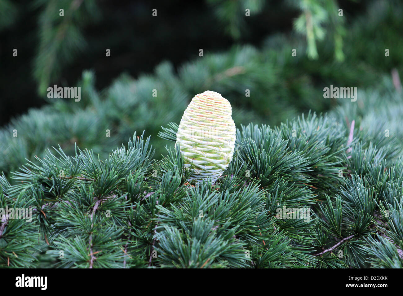 detail of big young cone on the old cedar tree Stock Photo
