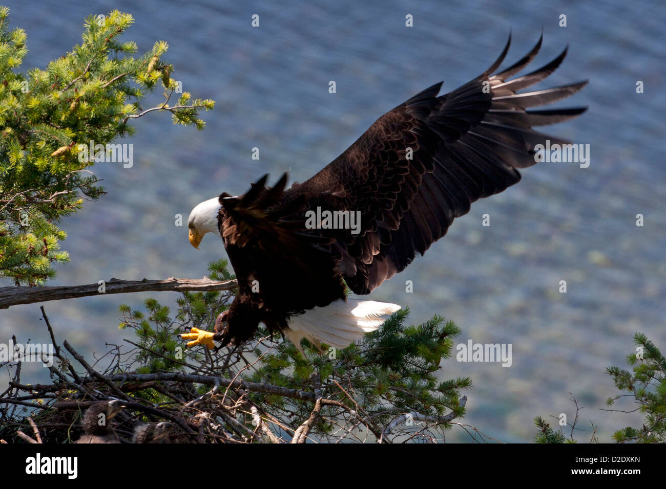 Bald Eagle (Haliaeetus leucocephalus) in flight & about to land on nest to feed eaglets at Denman Island, BC,Canada in June Stock Photo