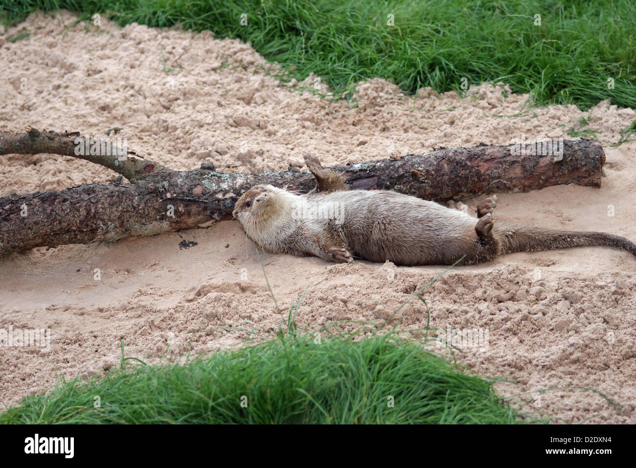 Tarka the otter hi-res stock photography and images - Alamy