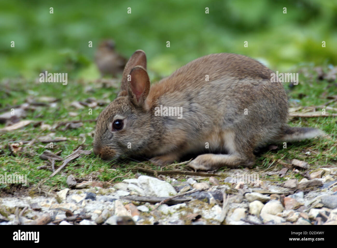 Rabbit nibbling on short grass Stock Photo Alamy