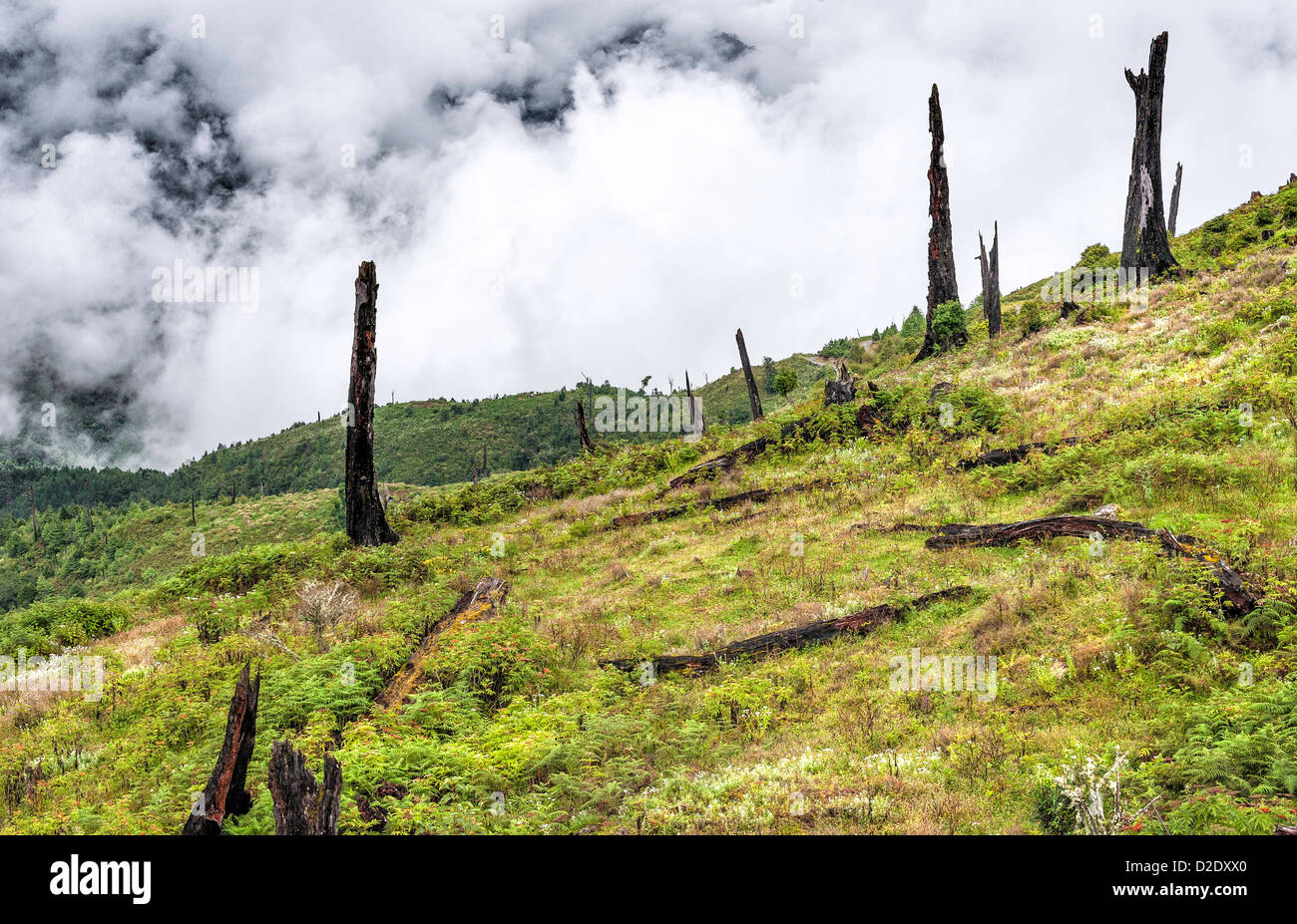 Deforestation india hi-res stock photography and images - Alamy