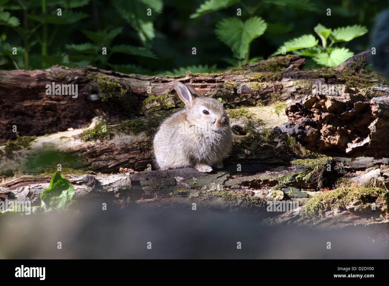 Rabbit Log High Resolution Stock Photography and Images - Alamy