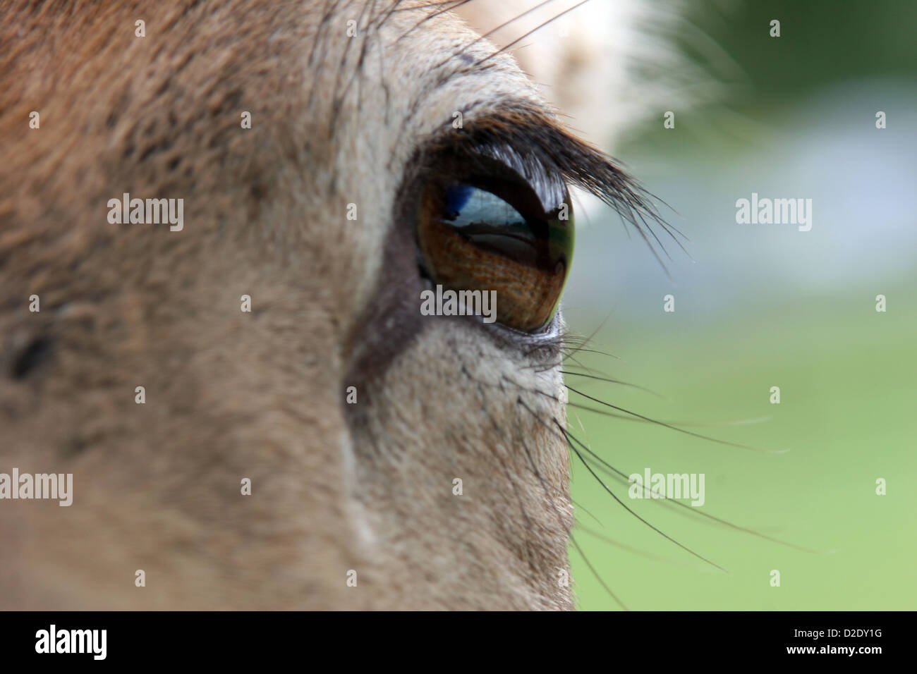 A close up view of a deer's eye showing long lashes and brown eye Stock Photo