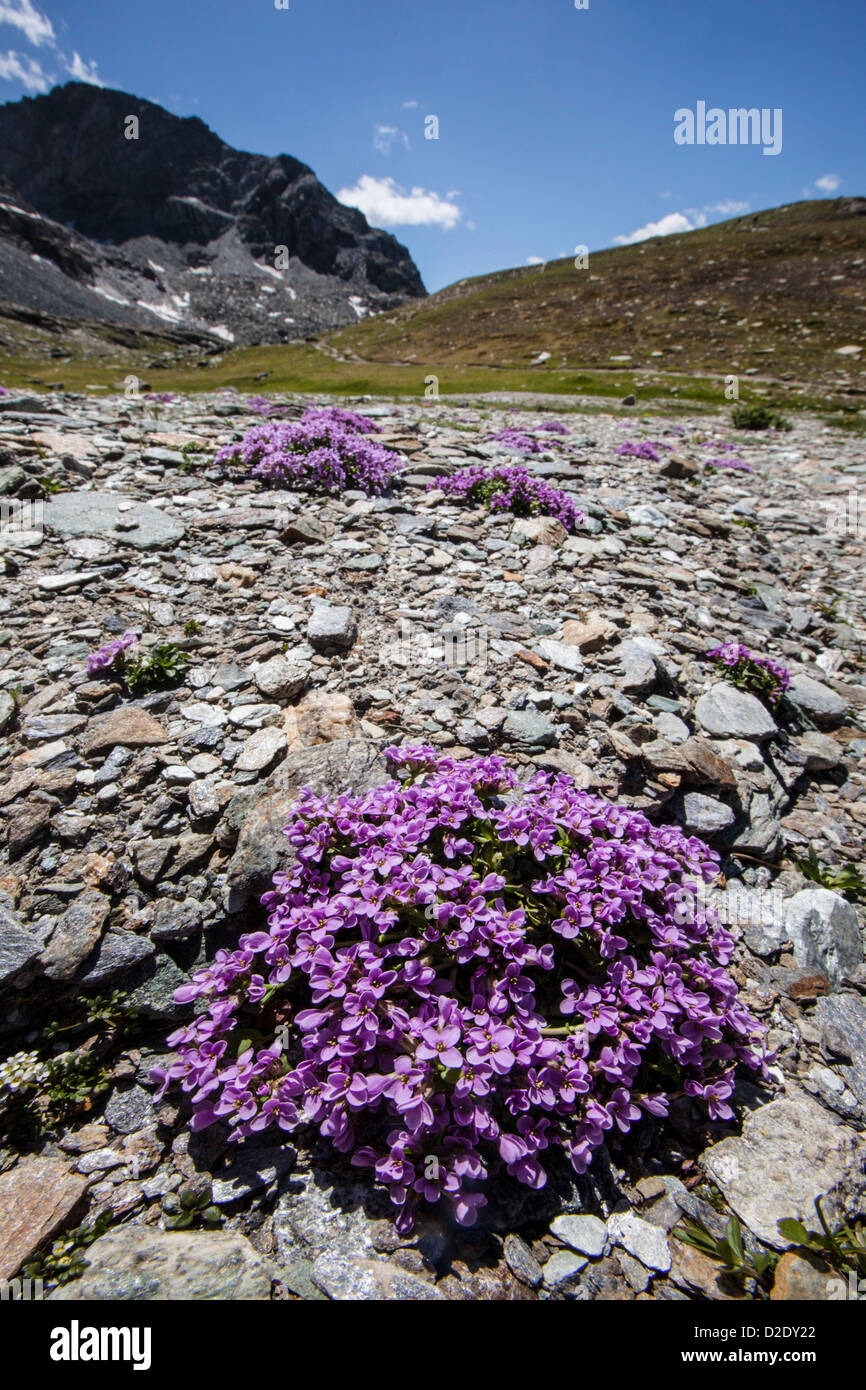 Round-leaved Penny Cress {Thlaspi rotundiflora subsp rotundiflora} in flower on rocky plane at 2500 metres altitude. Alps, Italy Stock Photo
