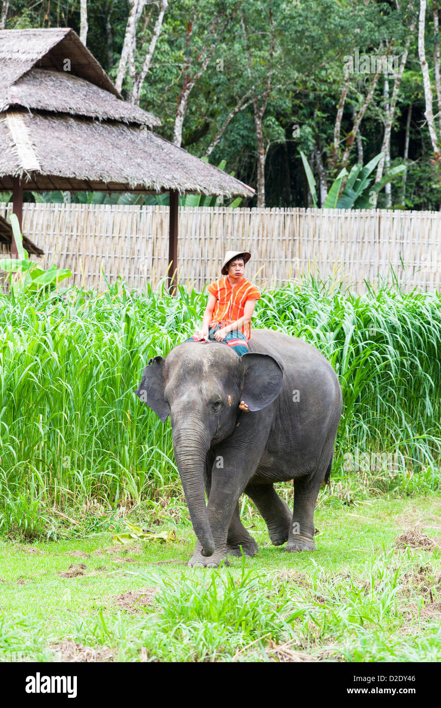 Thai native from hill tribe wearing a conical hat riding an elephant at Elephant Hills, Khao Sok National Park rainforest camp, Thailand Stock Photo