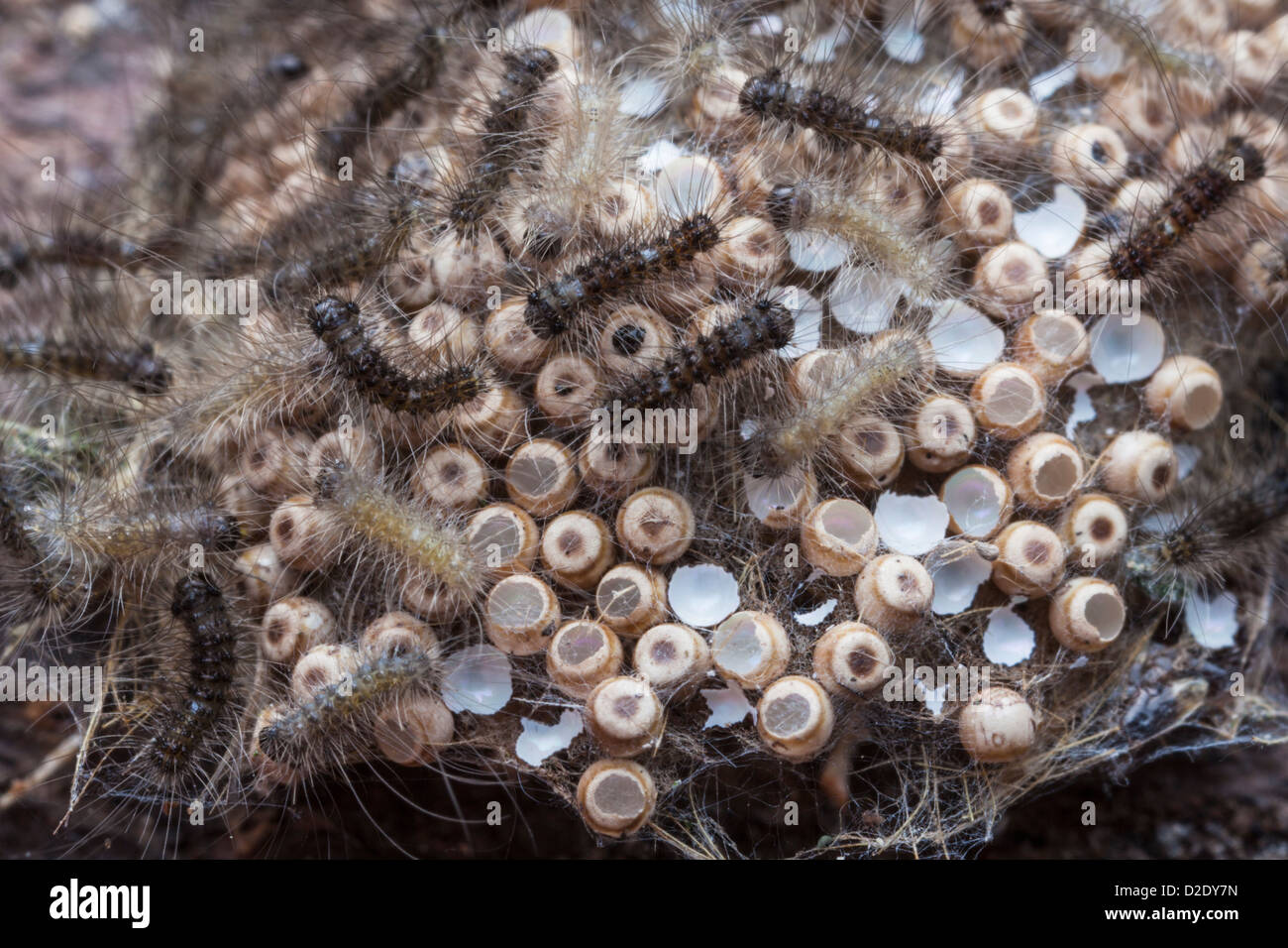 Common Vapourer Moth antiqua) eggs hatching. The newly emerged