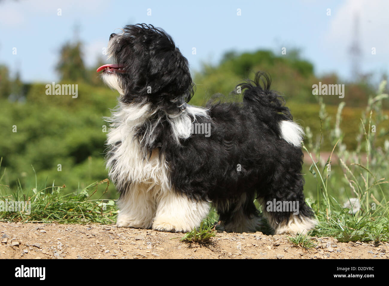 Havanese Dog Puppy Standing High Resolution Stock Photography And Images Alamy