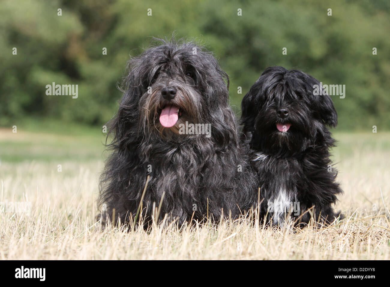 Dog Havanese / Bichon Havanais / Havaneser adult and puppy (black) sitting  in a meadow Stock Photo - Alamy