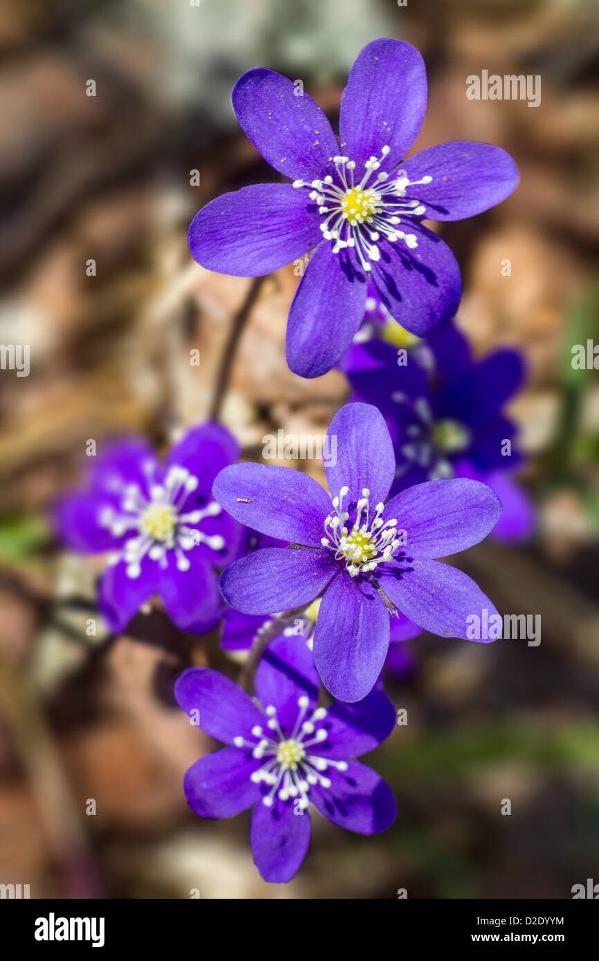 Hepatica Stock Photo