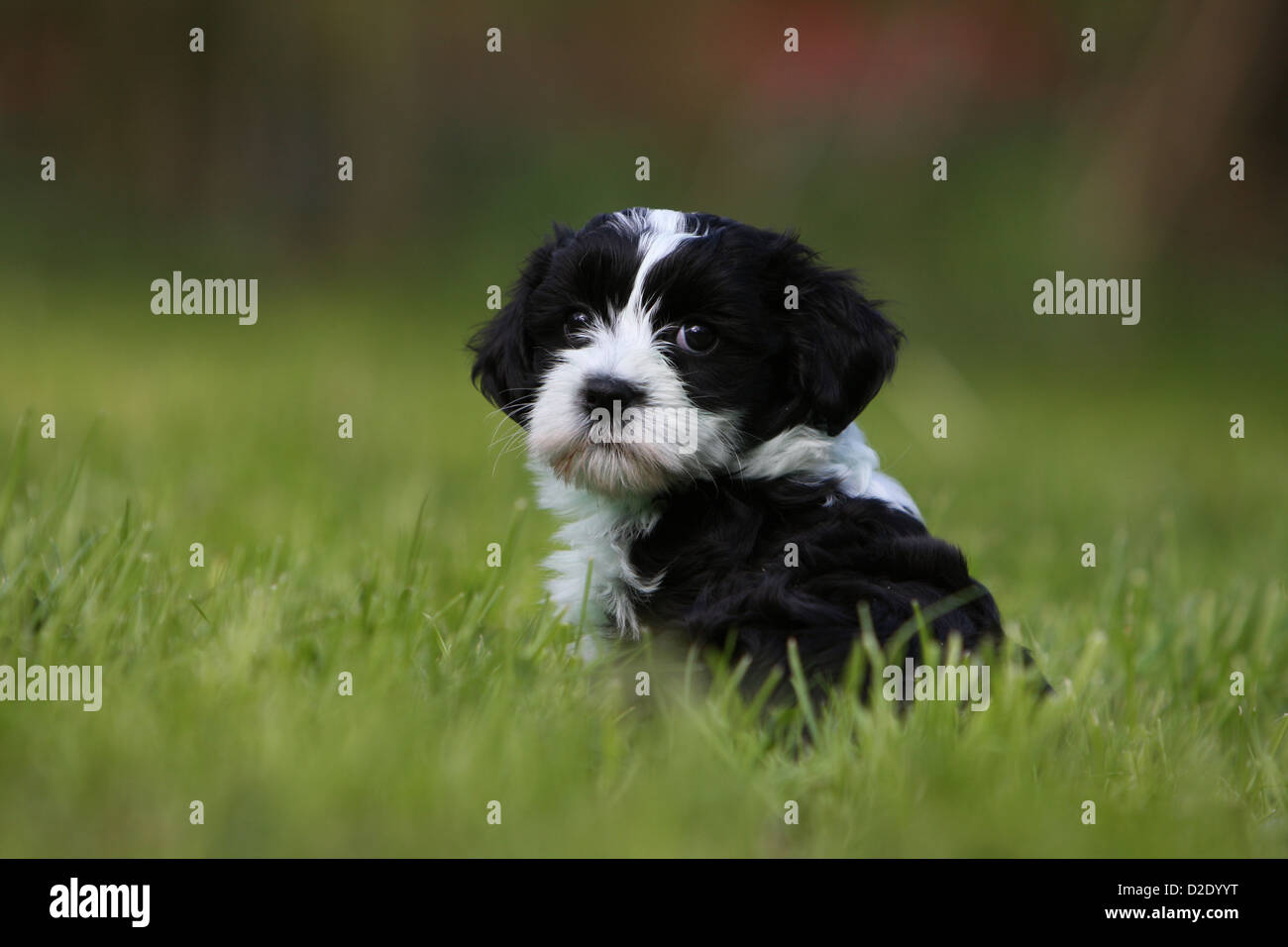 Hund Bichon
