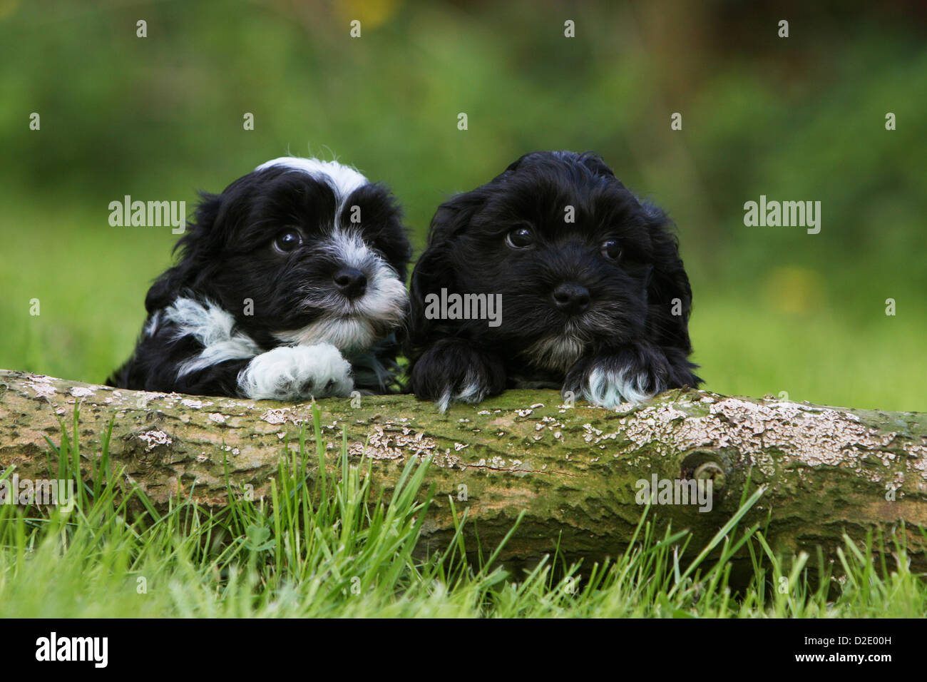 Cute Lying Bichon Havanese Puppy High Resolution Stock Photography And Images Alamy