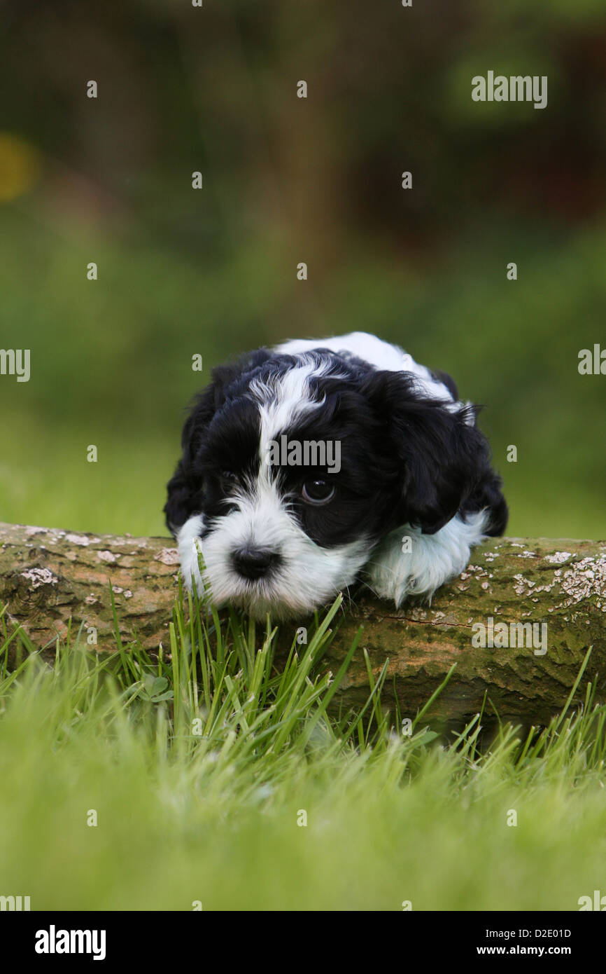 Dog Havanese Bichon Havanais Havaneser Puppy Black And White Lying On A Wood Stock Photo Alamy