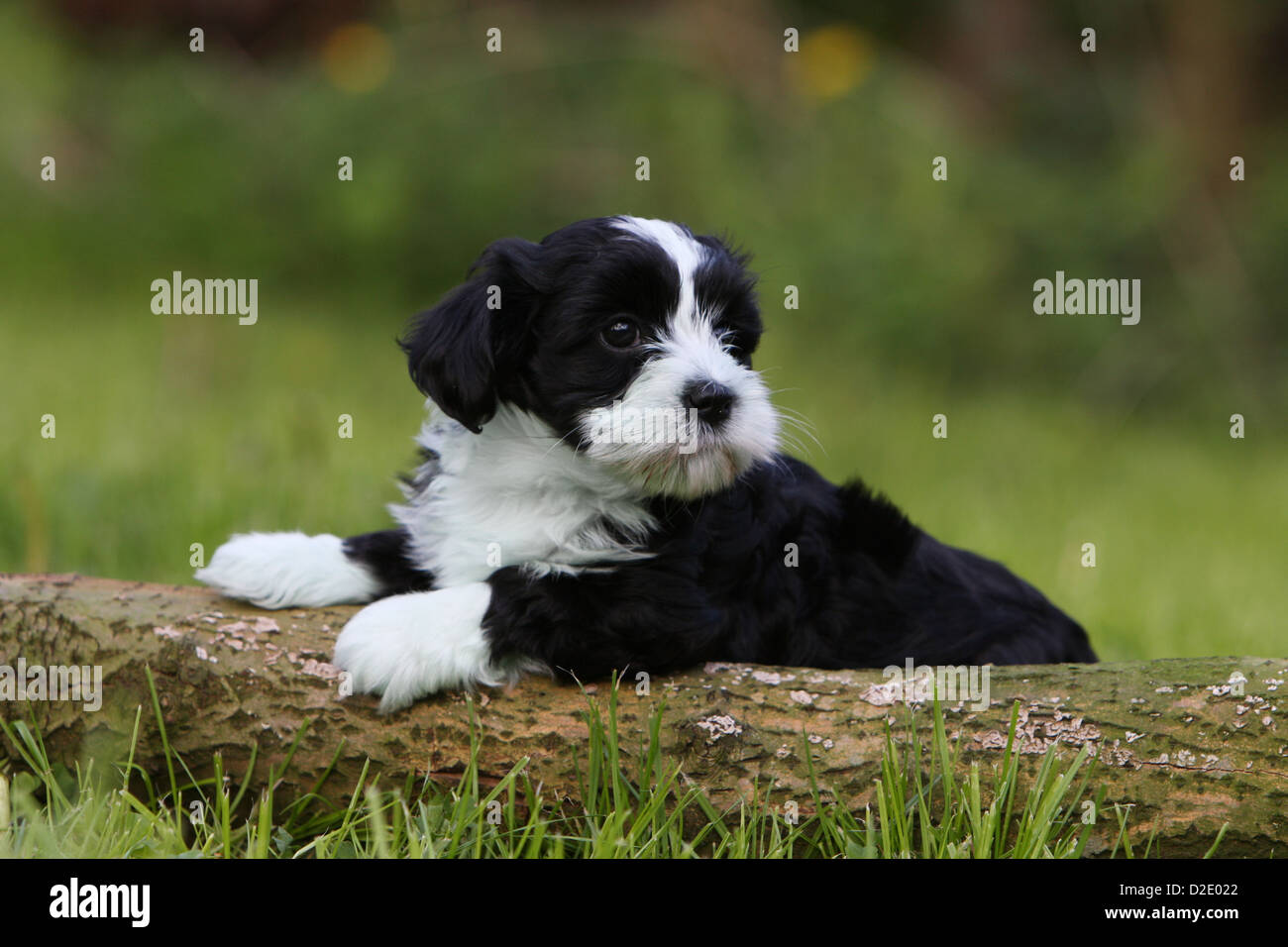 Dog Havanese / Bichon Havanais / Havaneser puppy (black and white) lying on  a wood Stock Photo - Alamy
