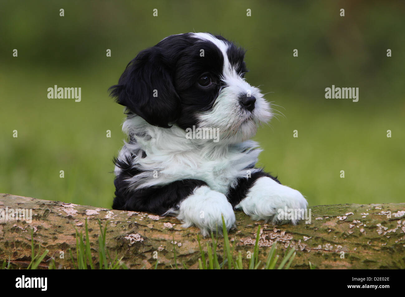 Dog Havanese / Bichon Havanais / Havaneser puppy (black and white) lying on a wood Stock Photo