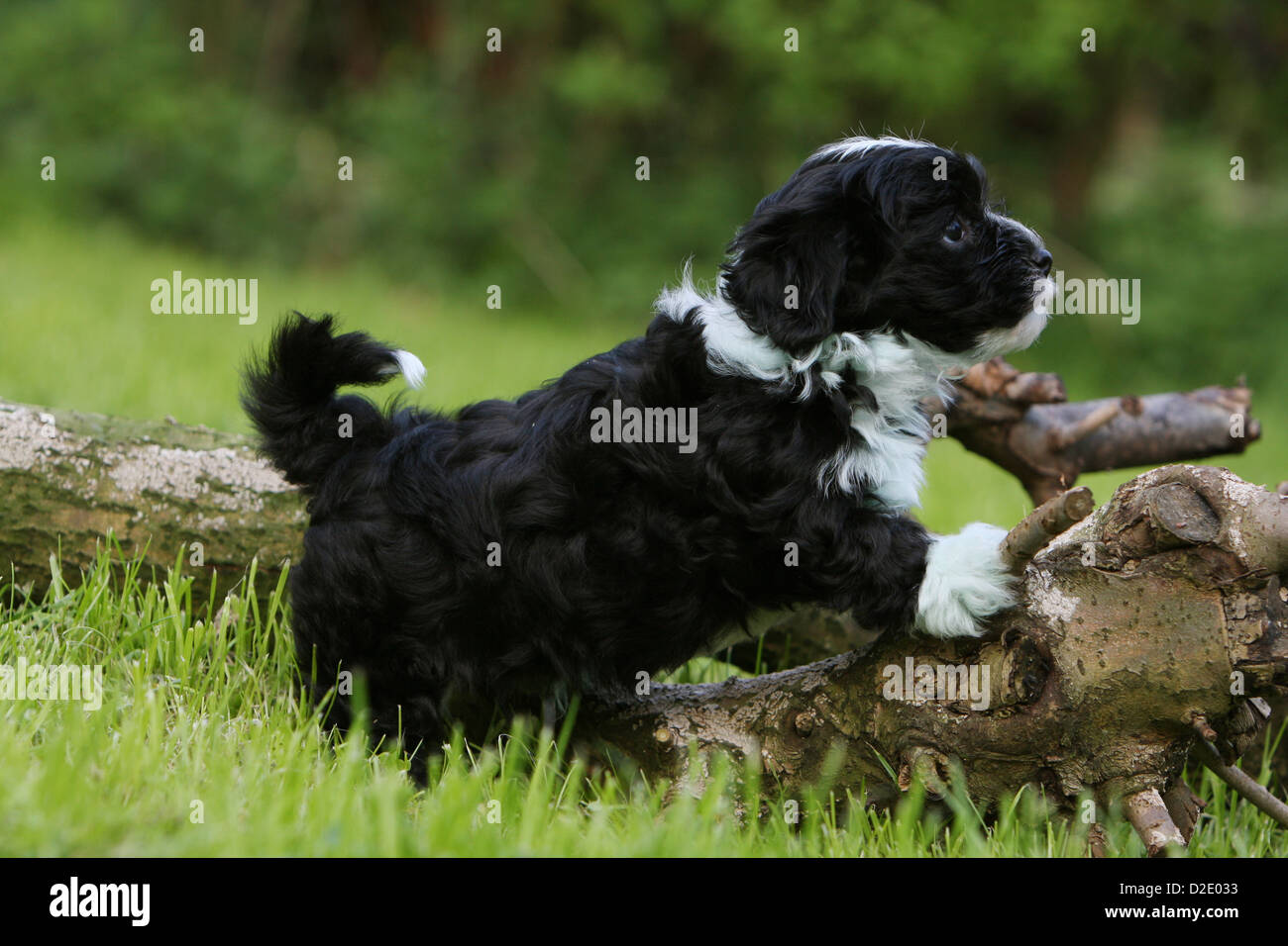 Dog Havanese / Bichon Havanais / Havaneser puppy (black Dog Havanese / Bichon Havanais / Havaneser puppy (black