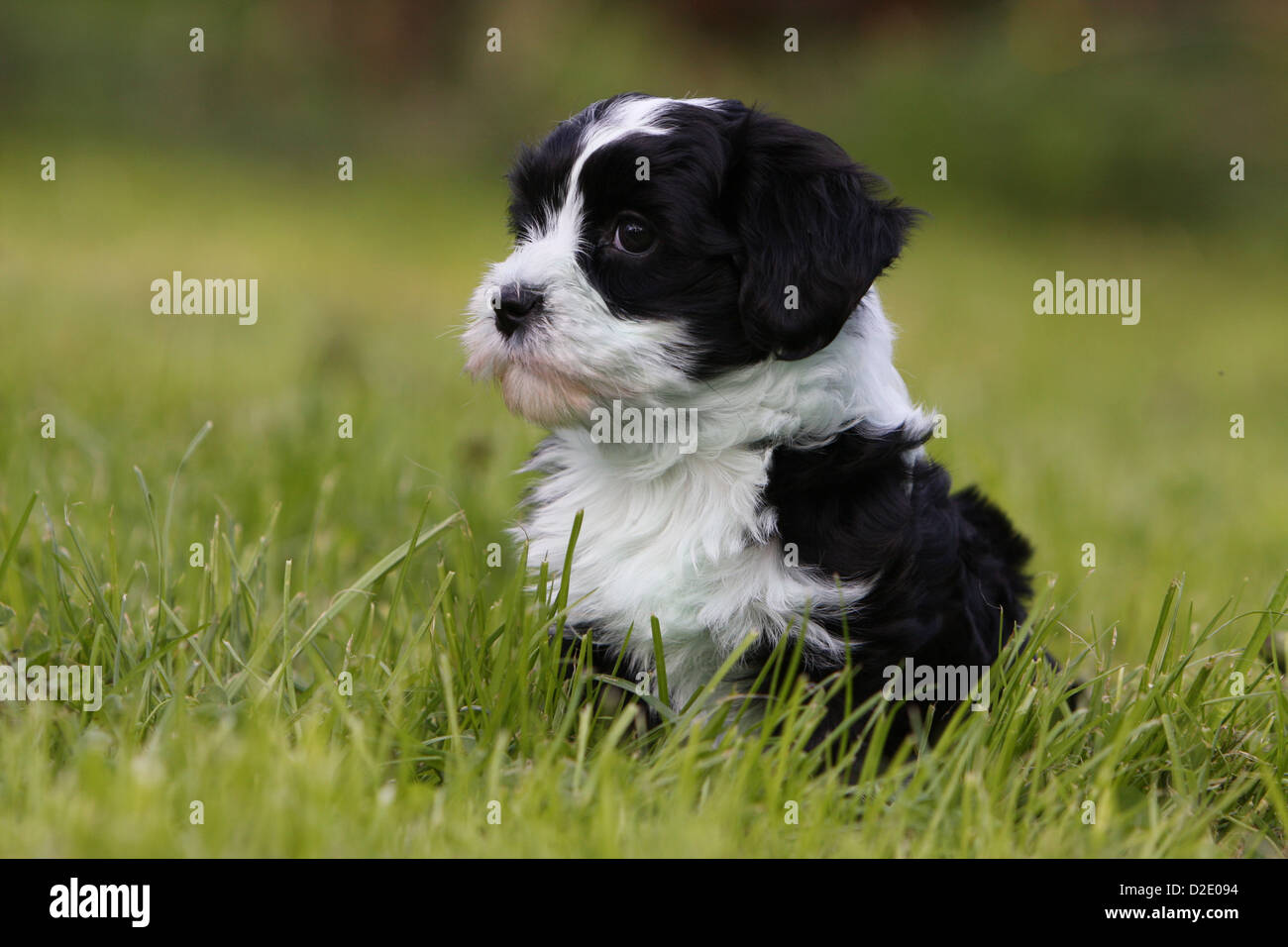 Dog Havanese Bichon Havanais Havaneser Puppy Black And White Sitting In The Grass Stock Photo Alamy