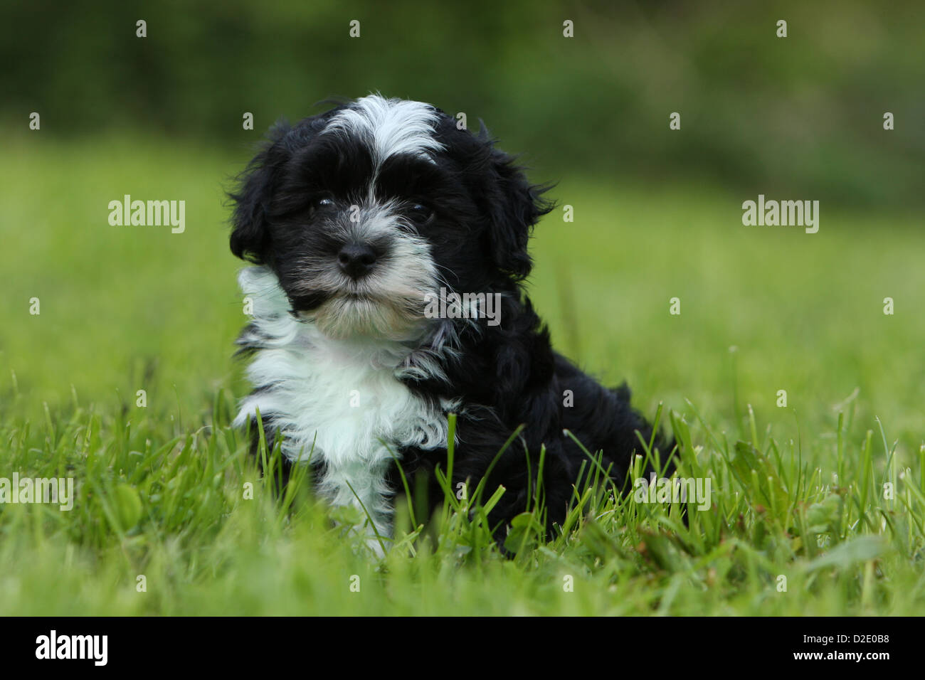 Dog Havanese / Bichon Havanais / Havaneser puppy (black and white) sitting in the grass Stock Photo