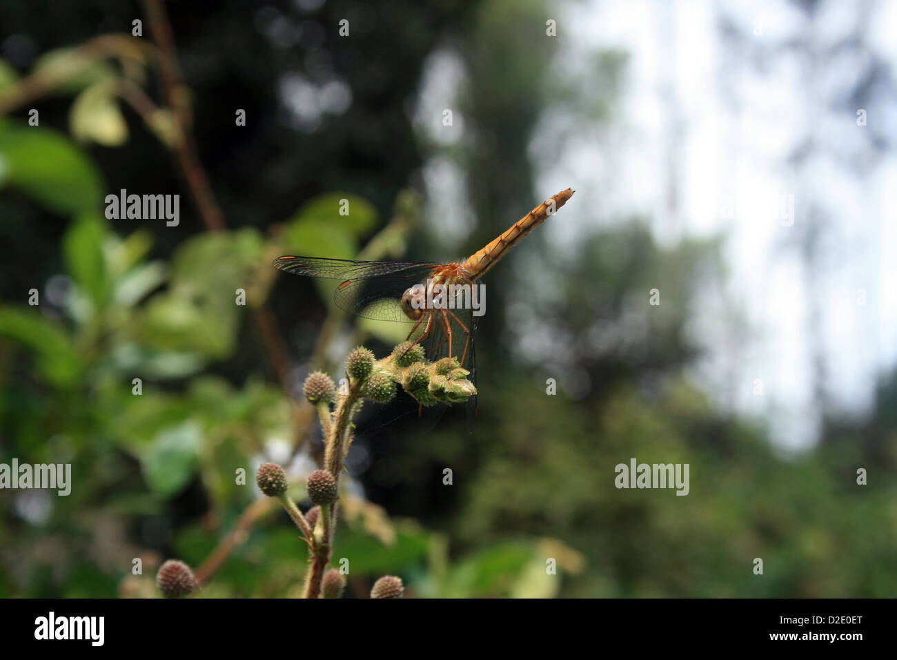 A yellow dragonfly perched on the end of a small branch on a tree in ...