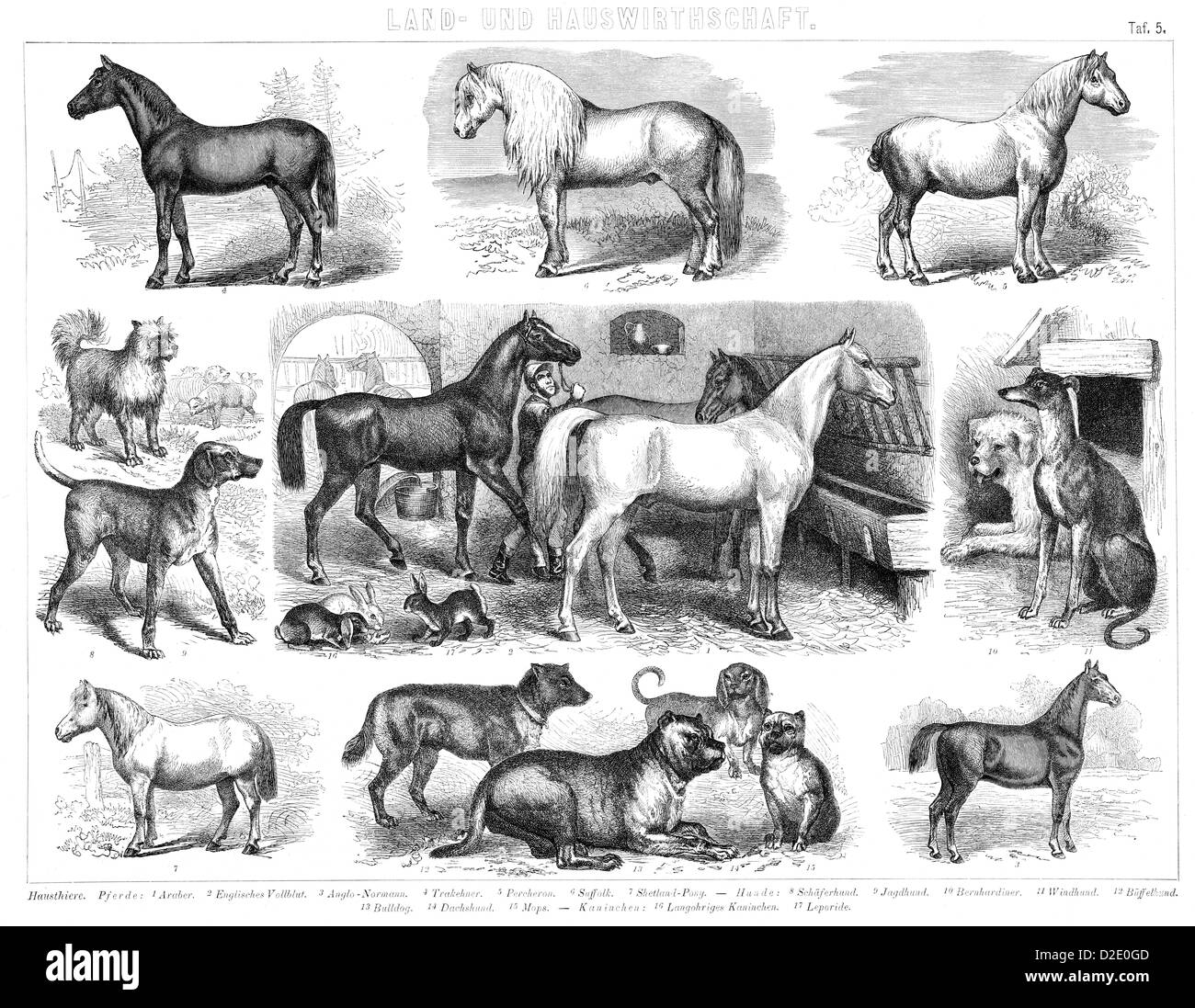 Vintage farm animals, dogs and horses, from the 19th Century Stock Photo