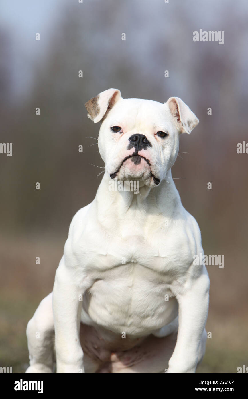 Dog American Bulldog / Bully adult portrait Stock Photo