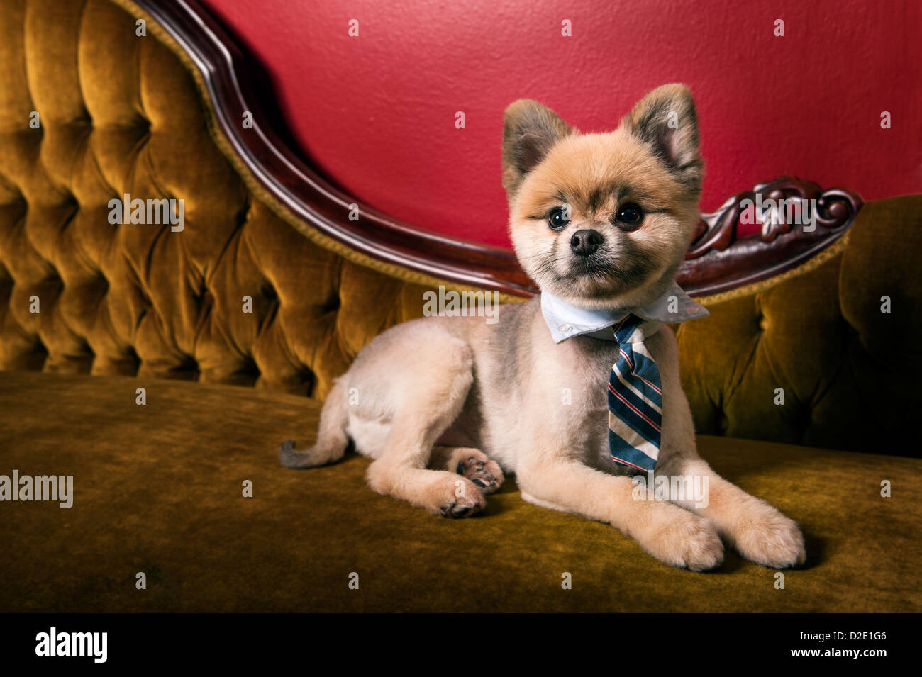 groomed / shaved Pomeranian dog dressed with a neck tie in fancy setting Stock Photo