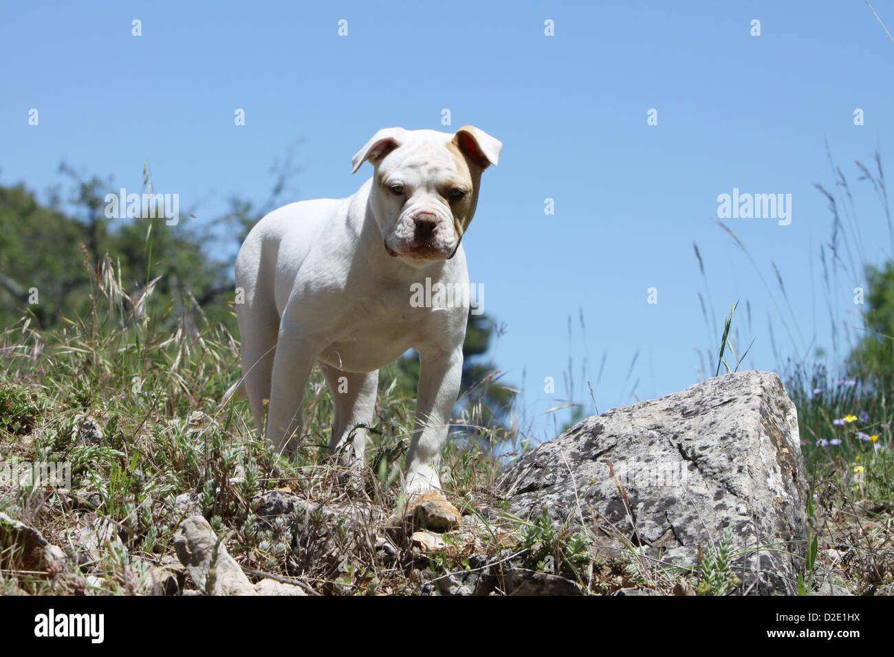 American bully dog hi-res stock photography and images - Alamy