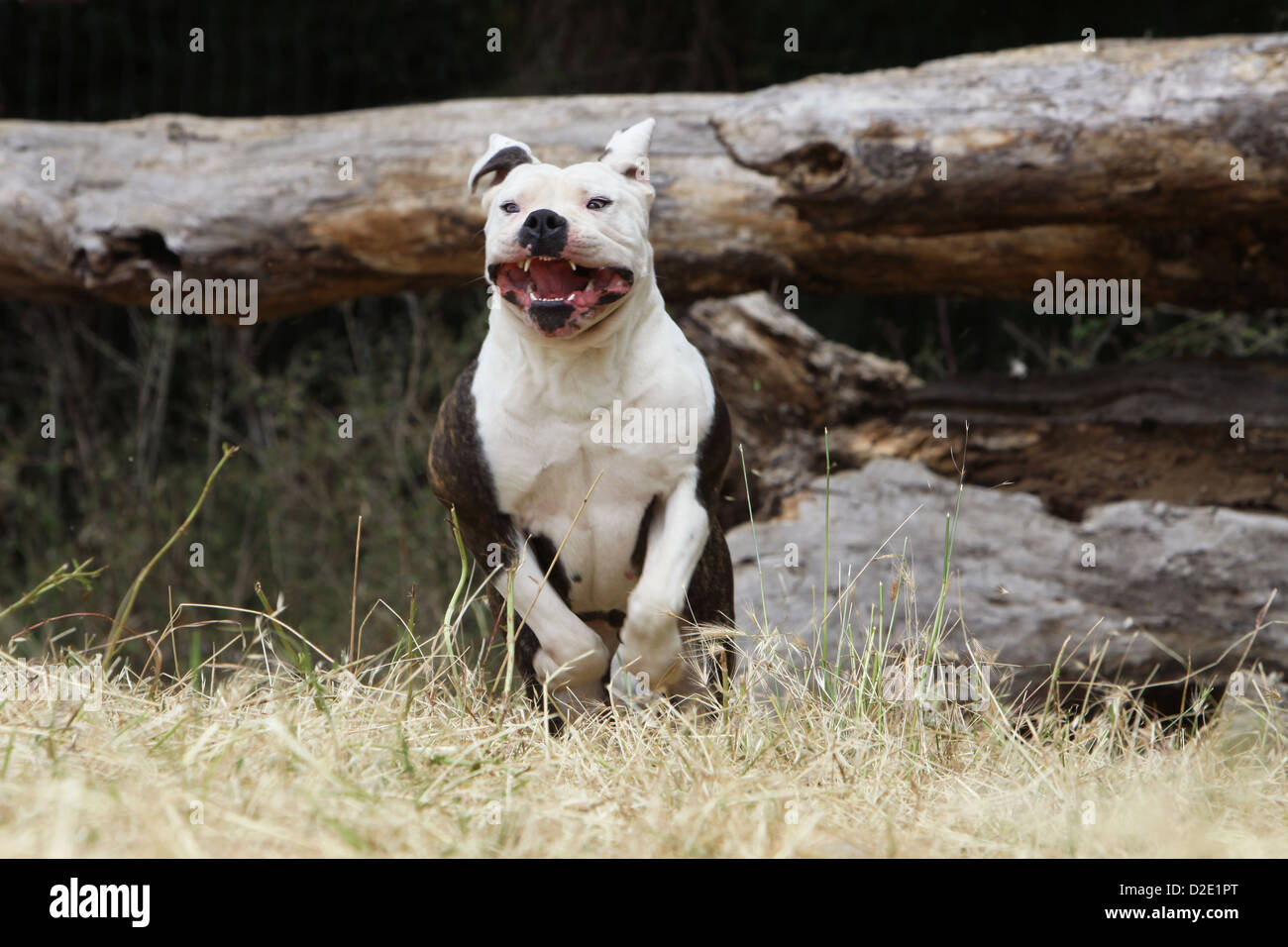 Premium Photo  English bulldog and american bully playing in the meadow.